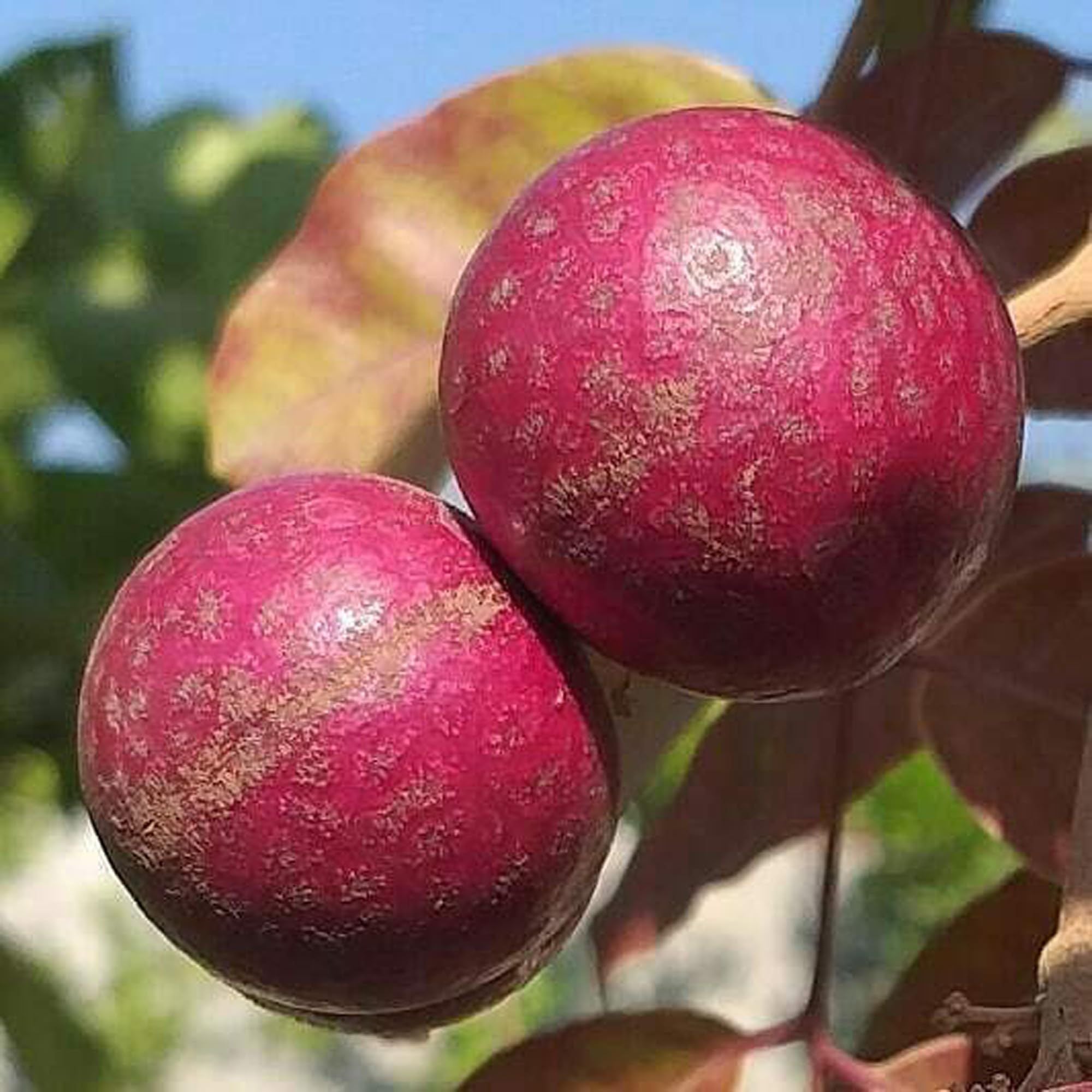 Ruby Red Plus Dragon Eye Longan Grafted Fruit Plant (1-2 Feet Height)