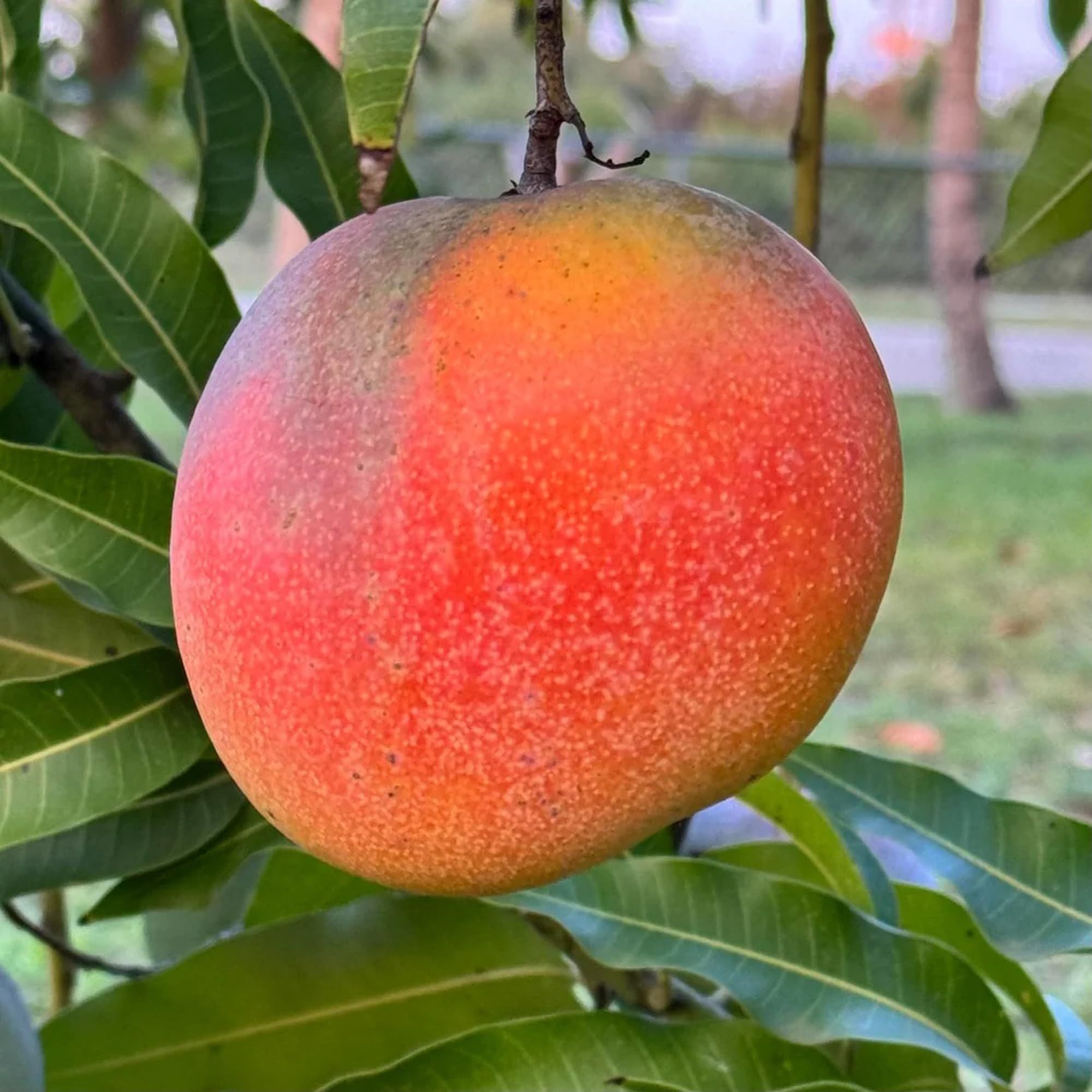 Hong Zhu Mango Aam Grafted Fruit Plant (1.5-3 Feet Height)