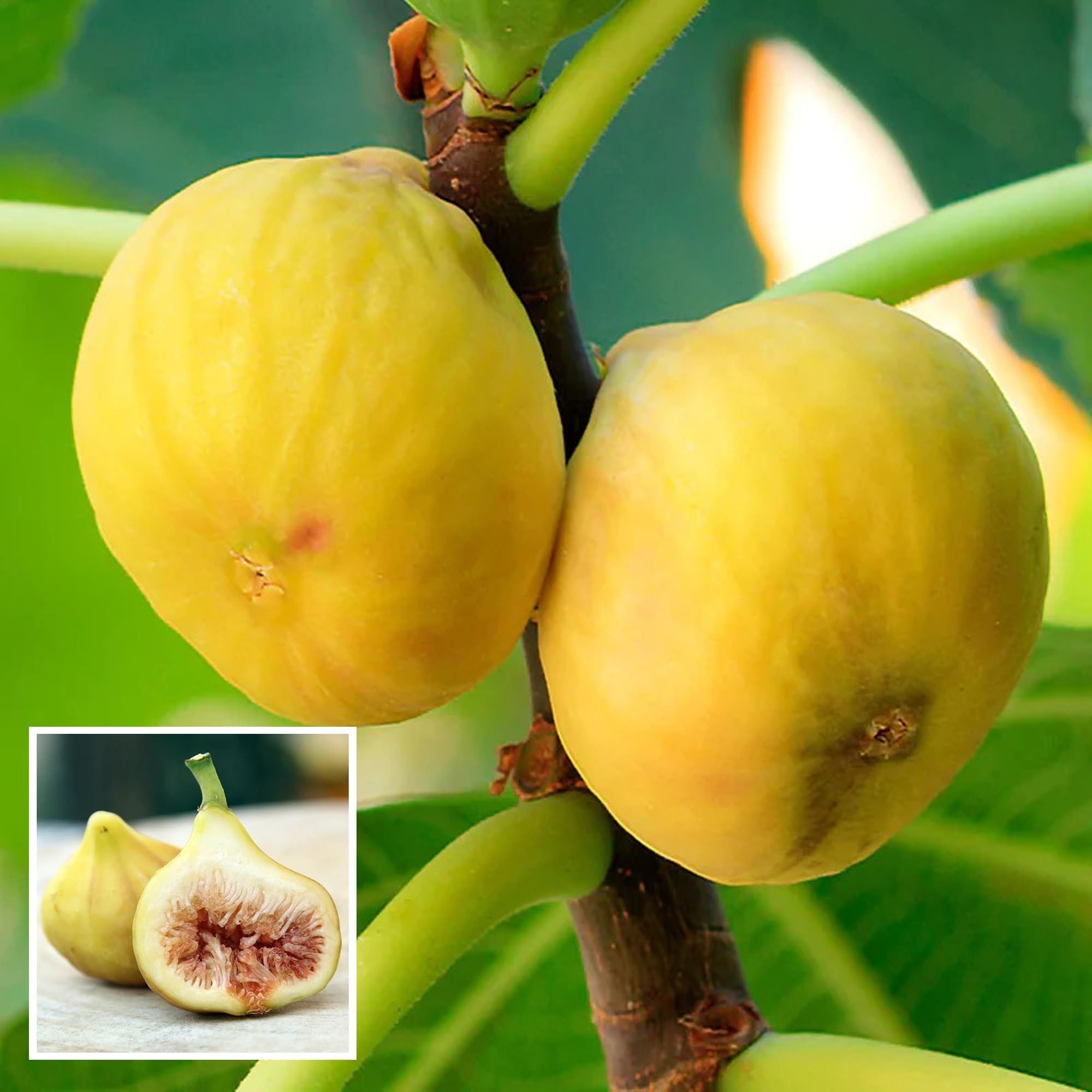 Yellow Fig Anjeer Layering/Grafted Fruit Plant (1-2 Feet Height)