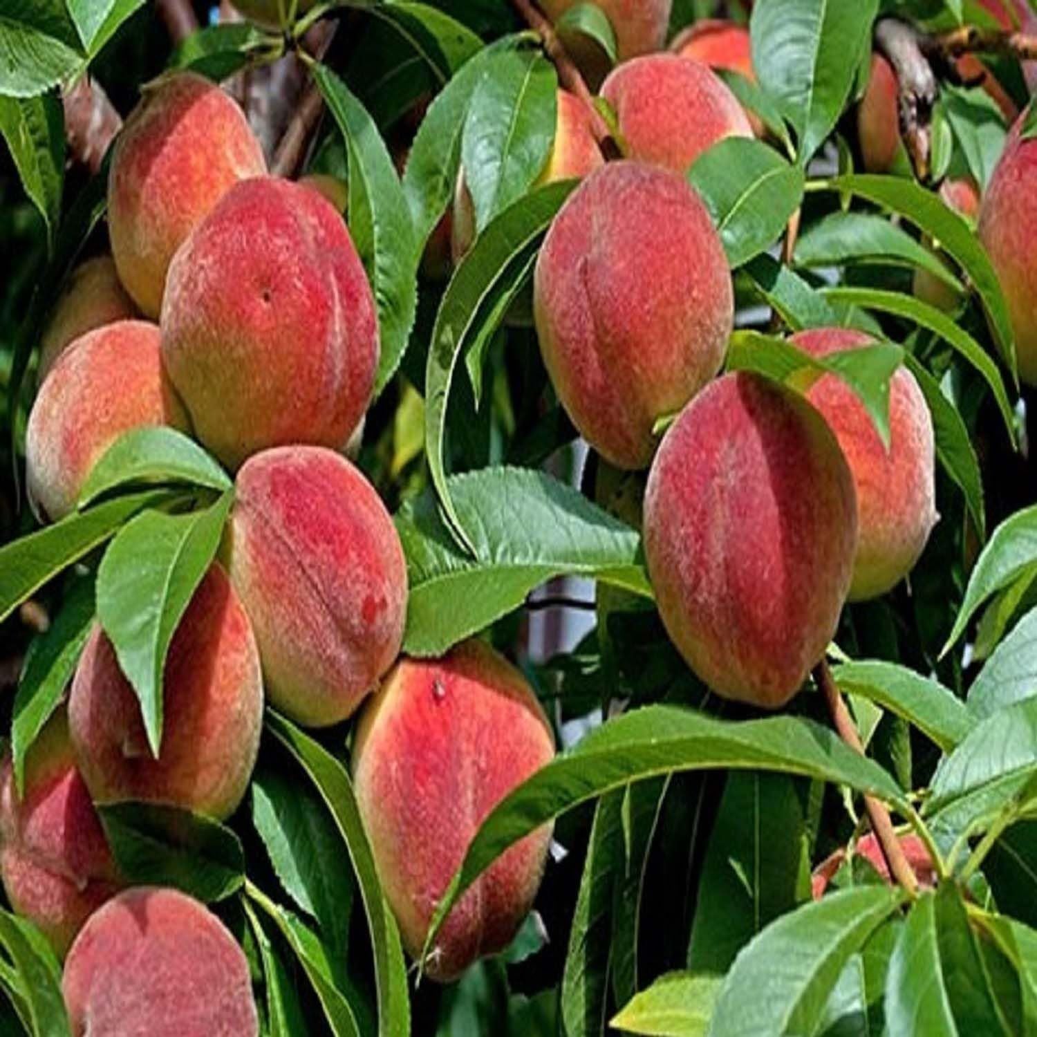 Shan E Punjab Peach Grafted Fruit Plant (2-3 Feet Height)