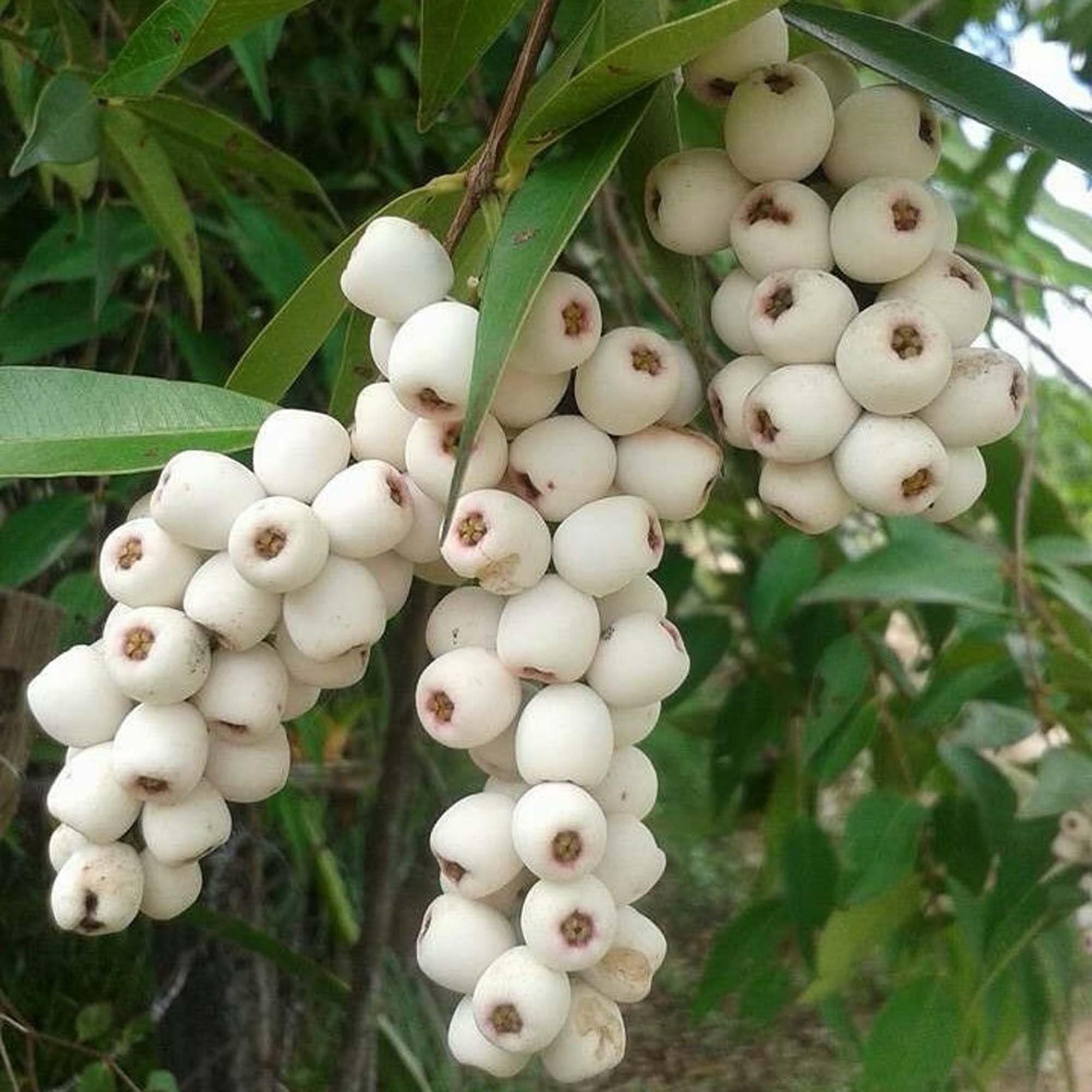 Cat Eye Fruit Plant (1.5-3 Feet Height)