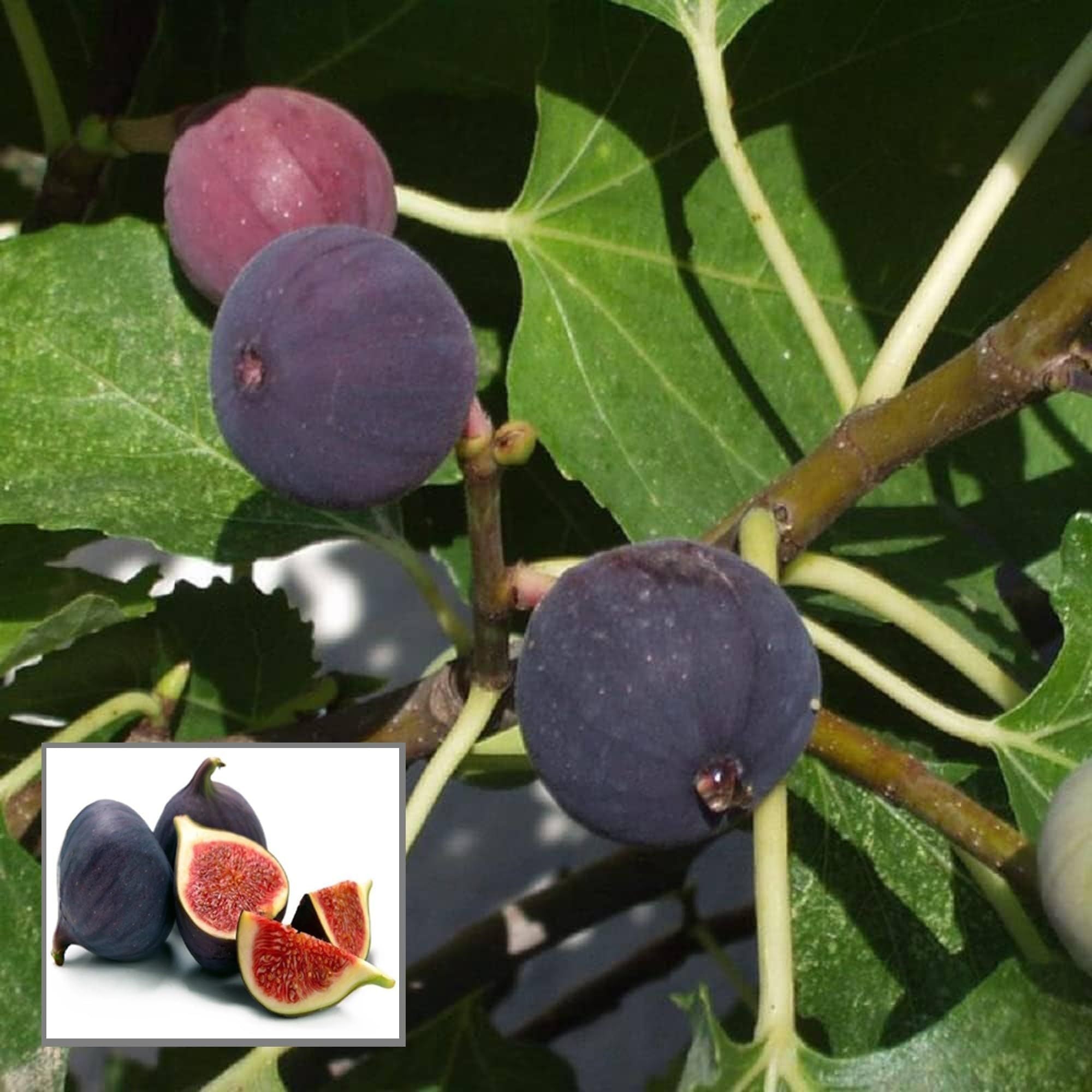 Black Mission Fig Anjeer Layering/Grafted Fruit Plant (1-2 Feet Height)