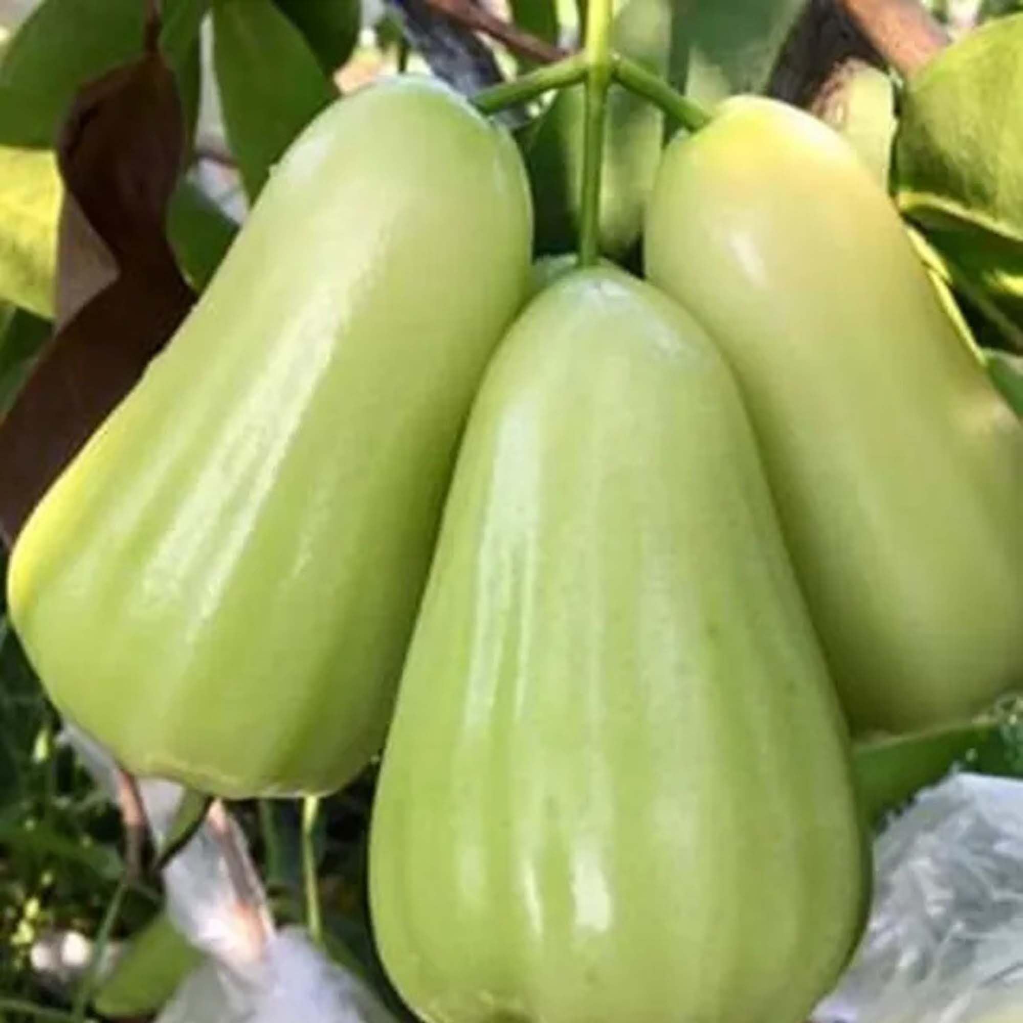 Thai Green All Time Wax Water Java Apple Jamrul Chamba Layering/Grafted Fruit Plant (1.5-3 Feet Height)