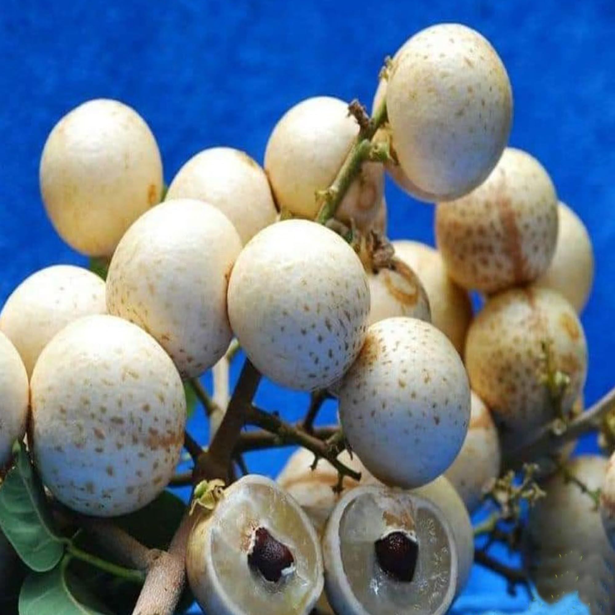 Snow White Dragon Eye Longan Grafted Fruit Plant (1-2 Feet Height)