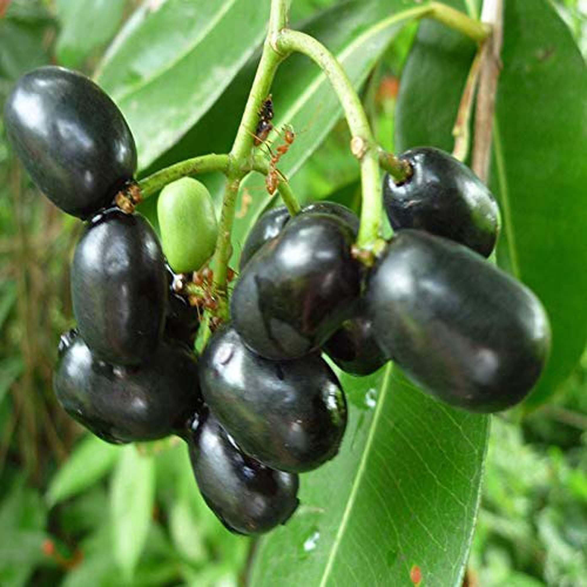 Thai Black Jamun Jambolan Jam Grafted Fruit Plant (1.5-3 Feet Height)