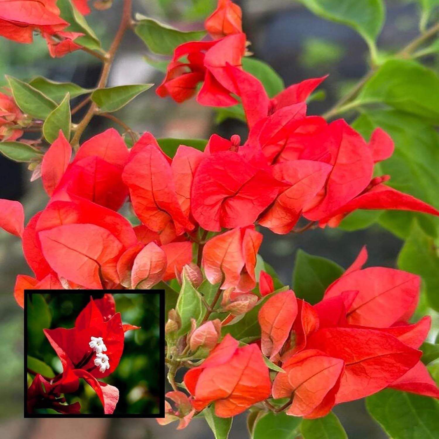 Red Colour Bougainvillea Kagoj Ful Shrubs Flower Plant (1-2 Feet Height)