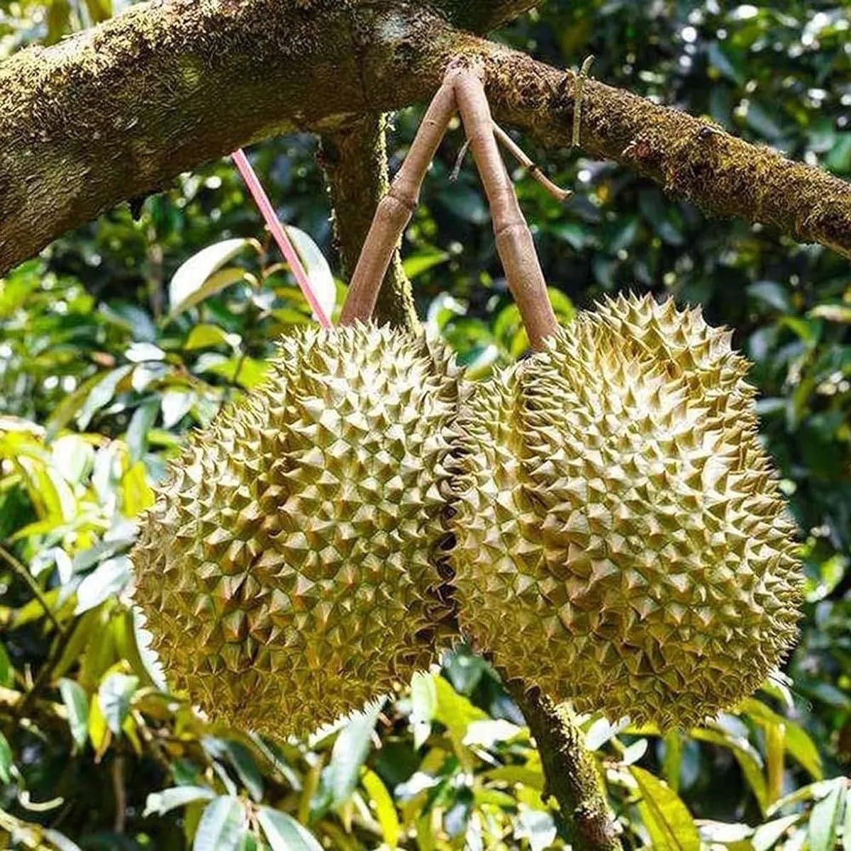 Duriyan Durian Durio Zibethinus Fruit Plant (1.5-3 Feet Height)