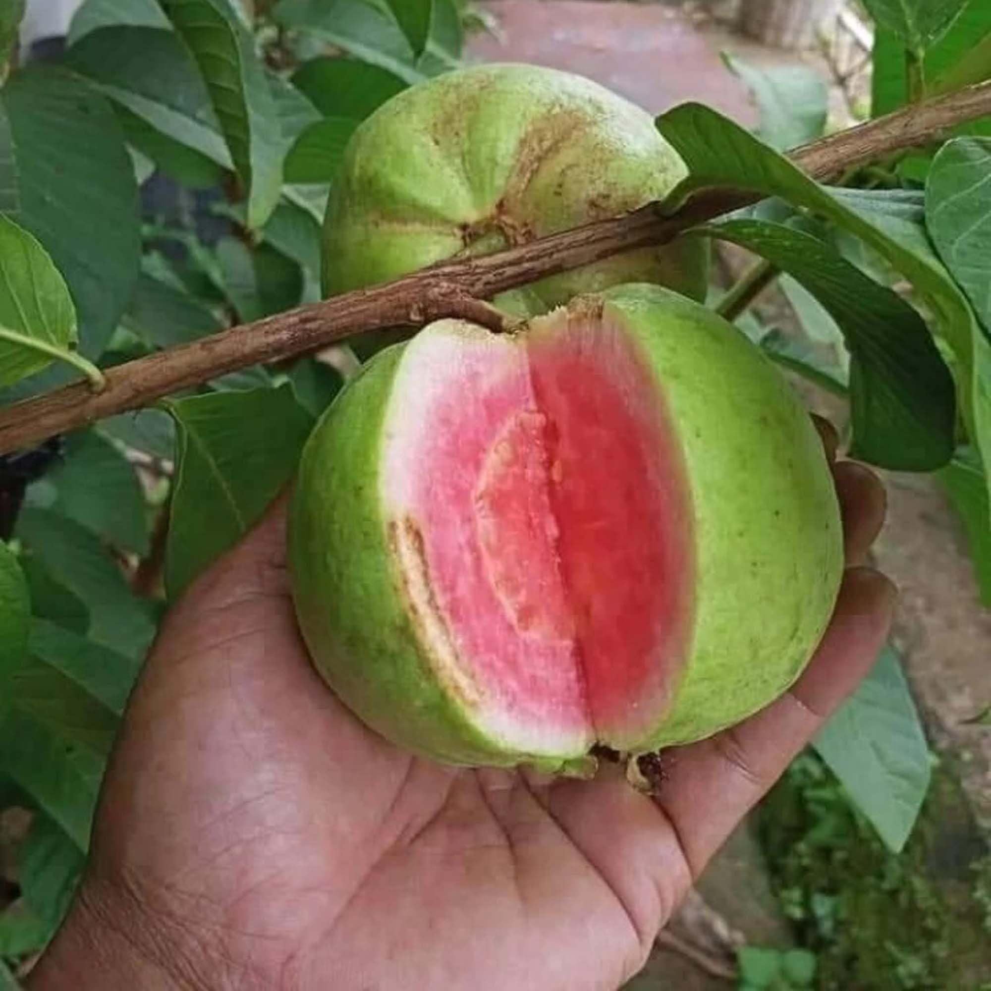 Pink Lalit Lalitha Guava Amrood Layering/Grafted Fruit Plant (1.5-3 Feet Height)