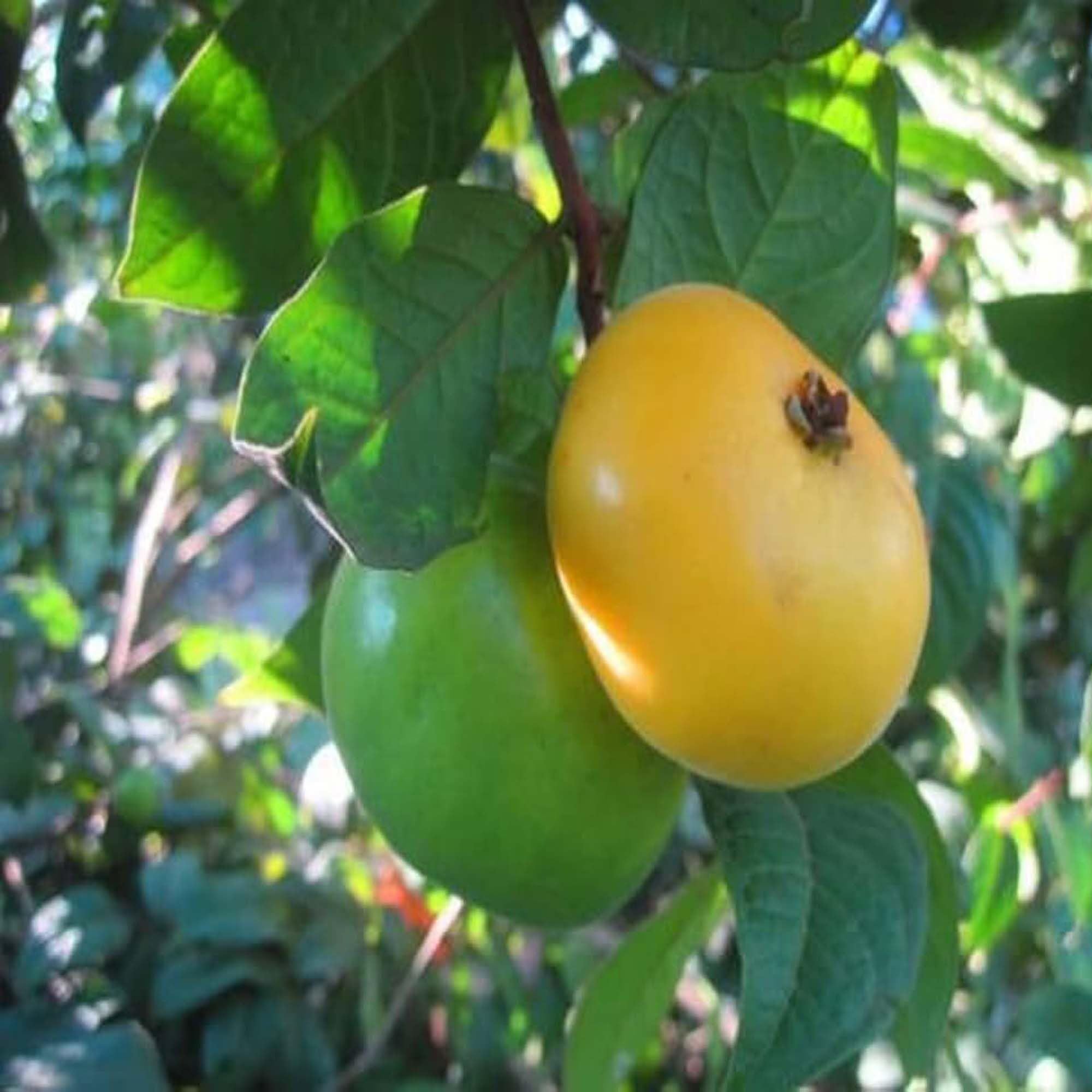 Araza Boi Fruit Plant (1.5-3 Feet Height)