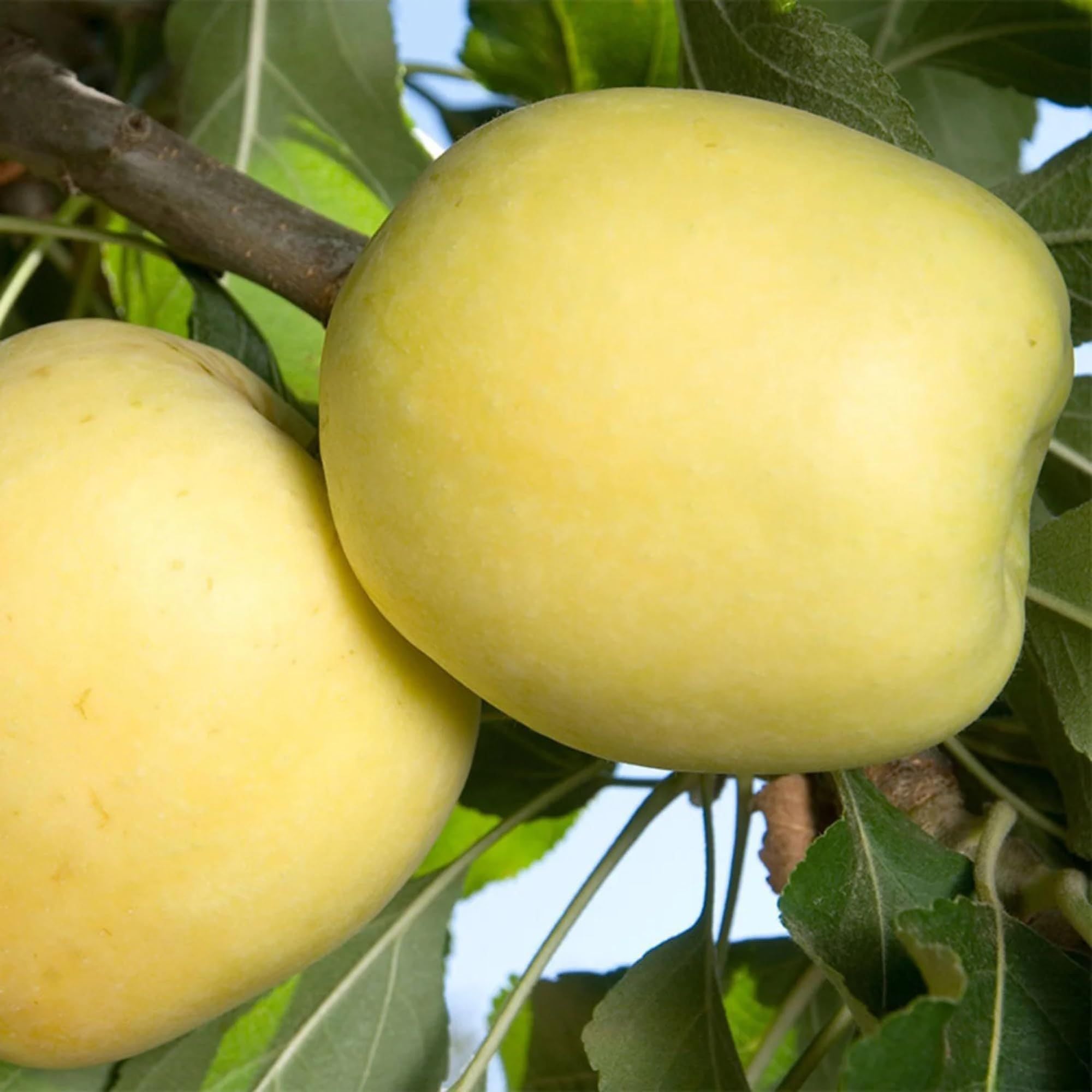 Dorsett GoldenLow Chill Tropical Apple Seb Grafted Fruit Plant (1.5-3 Feet Height)