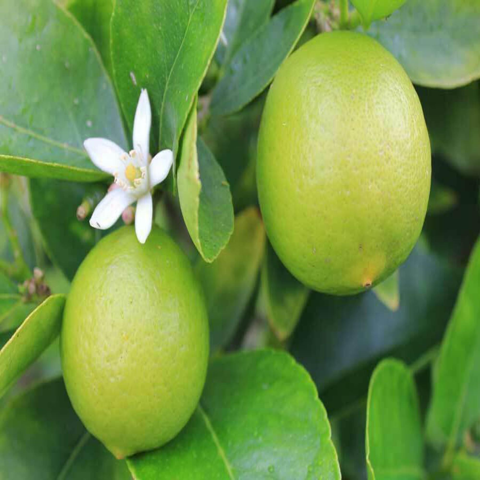 Kagzi Lemon All Time Lemon Nimbu Layering/Grafted Fruit Plant (1-2 Feet Height)