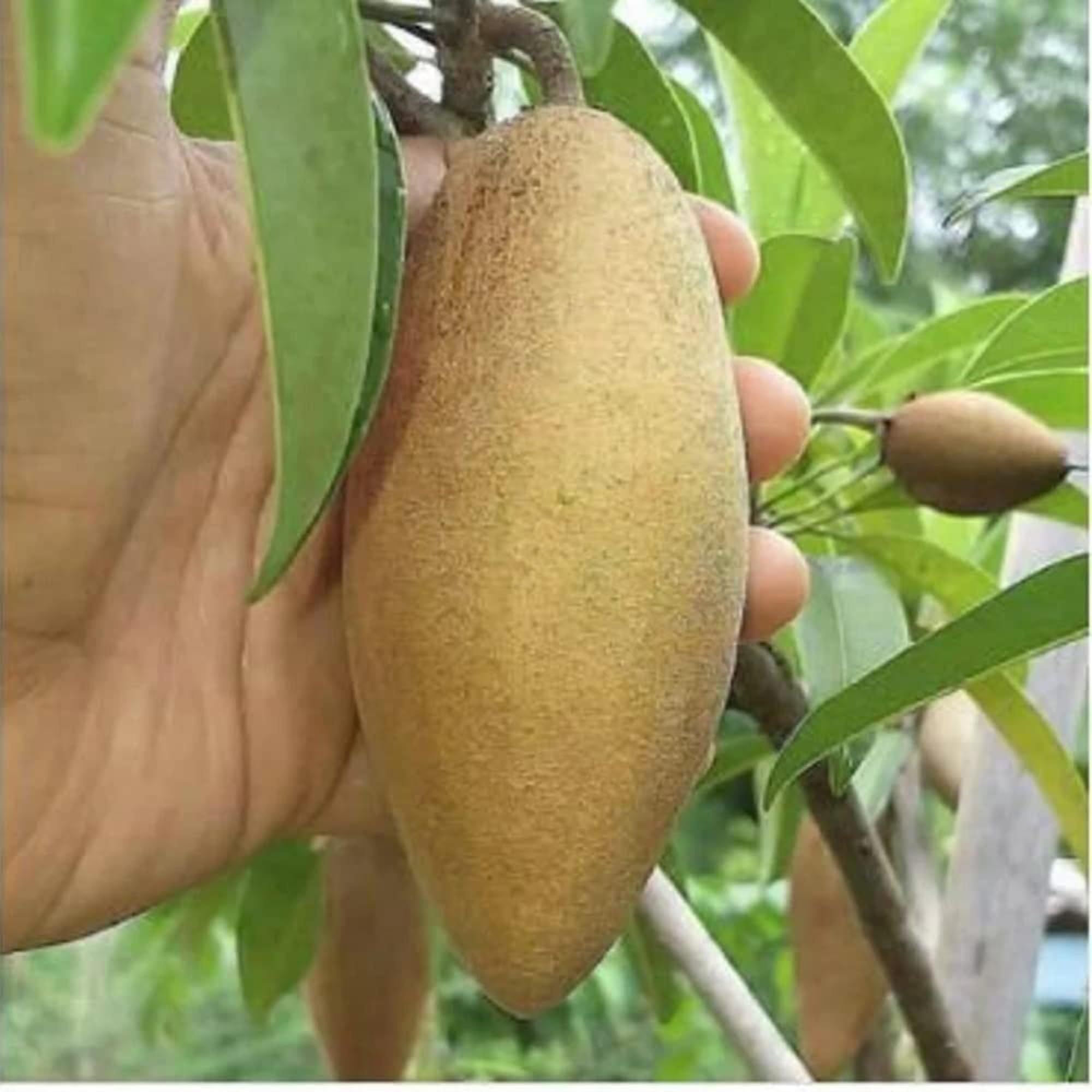 Thai Banana Long Chikoo Sapota Grafted Fruit Plant (1.5-3 Feet Height)