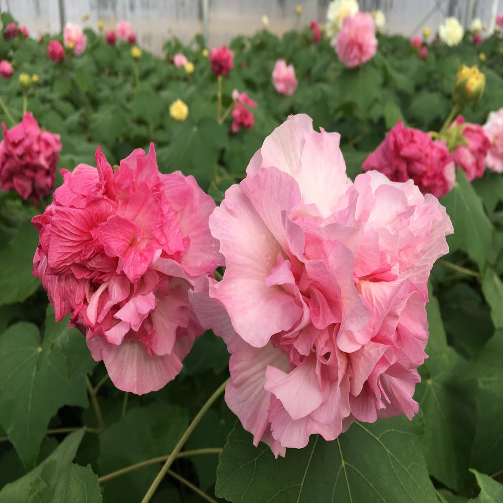 Double Petal Cotton Rose land lotus Sthal Poddo Hibiscus Mutabilis Changeable Colour Flower Plant (1-2 Feet Height)