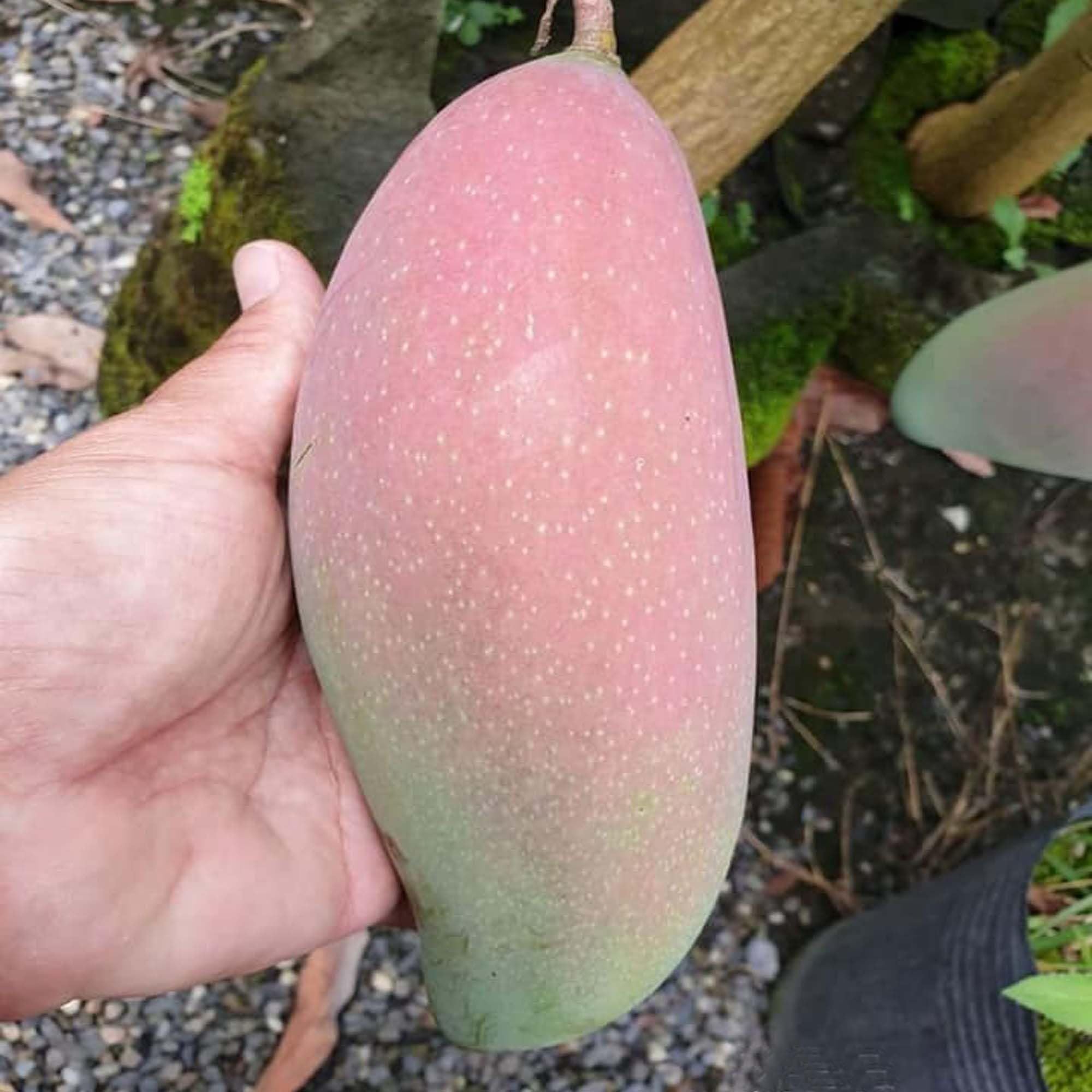 Thai King of Chakapat Mango Aam Grafted Fruit Plant (1.5-3 Feet Height)