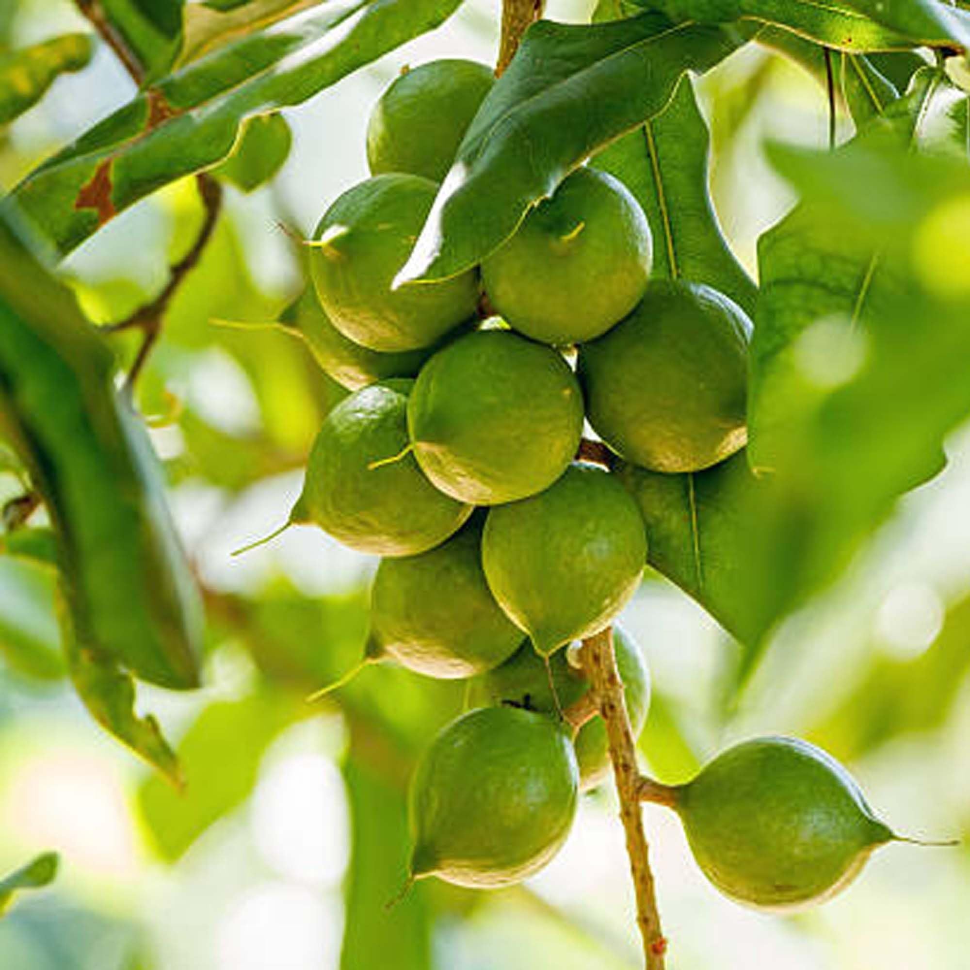 Macadamia Nut Fruit Plant (1-2 Feet Height)