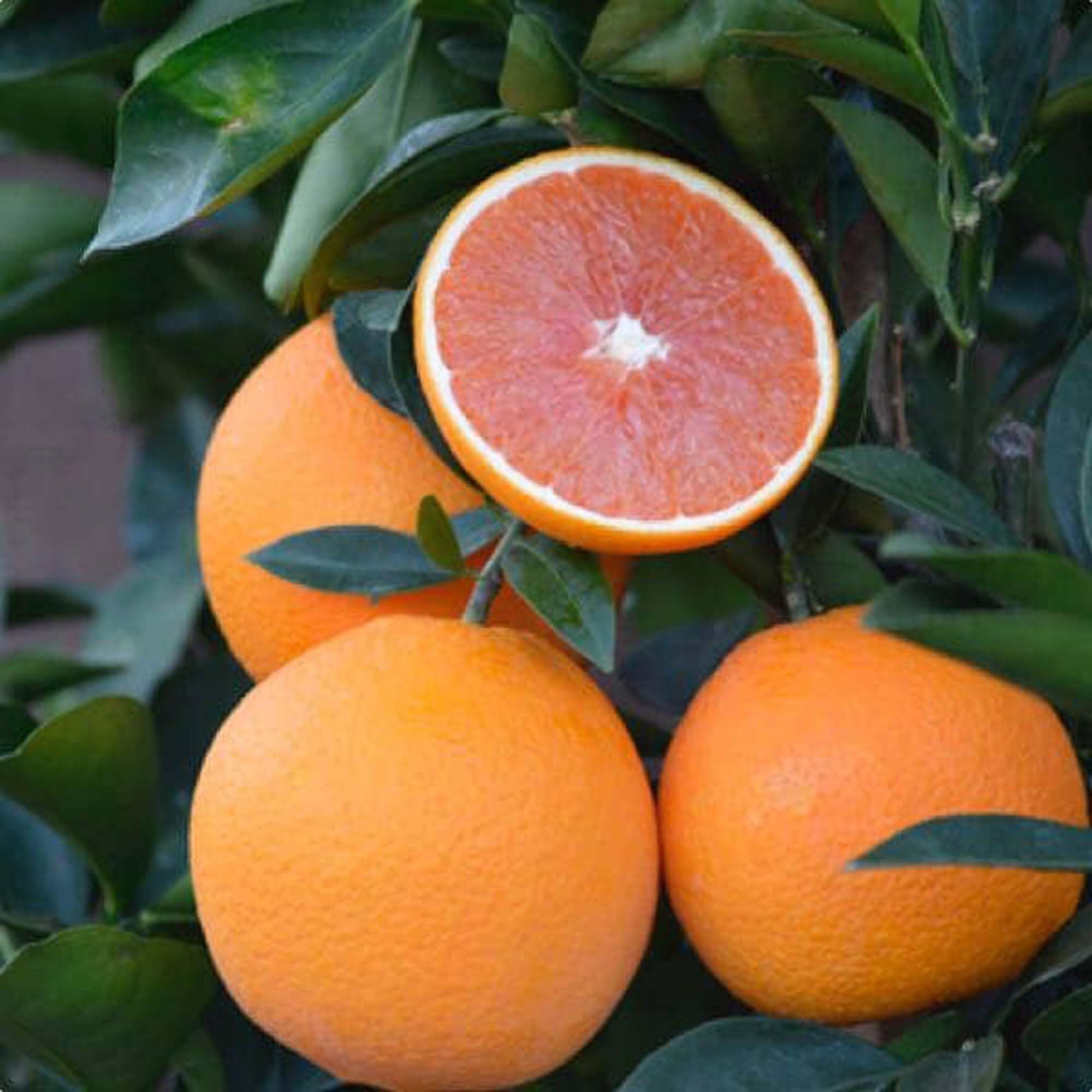 Cara Cara Navel Orange Santra Grafted Fruit Plant (1.5-2 Feet Height)