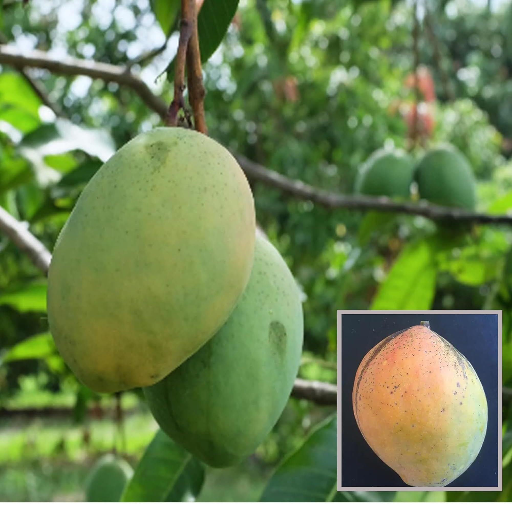 Coconut Cream Mango Aam Grafted Fruit Plant (1.5-3 Feet Height)