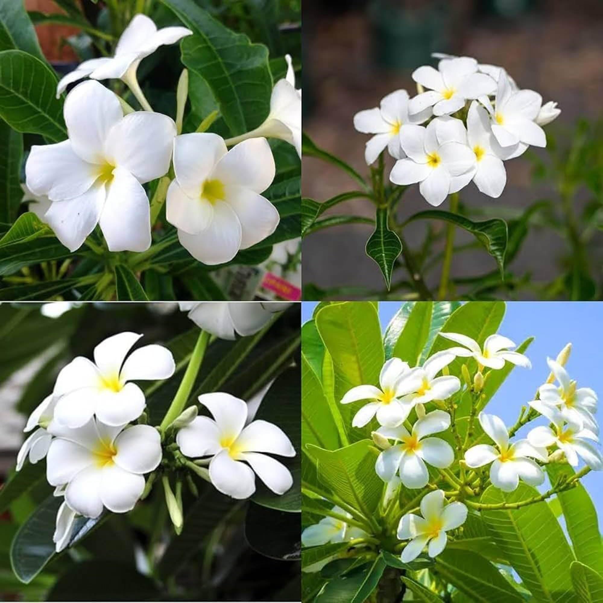 Nag Chapa Champa Plumeria Flower Plant (1-2 Feet Height)