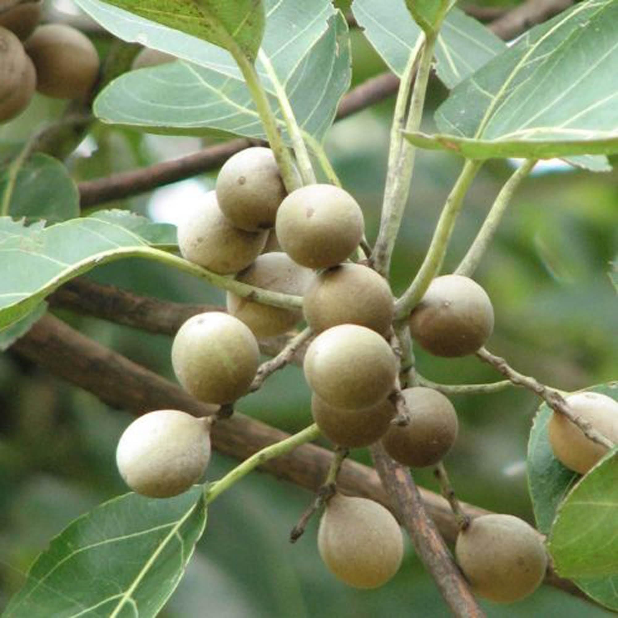 Boira Bahira Bibhitaki Plant (1.5-3 Feet Height)