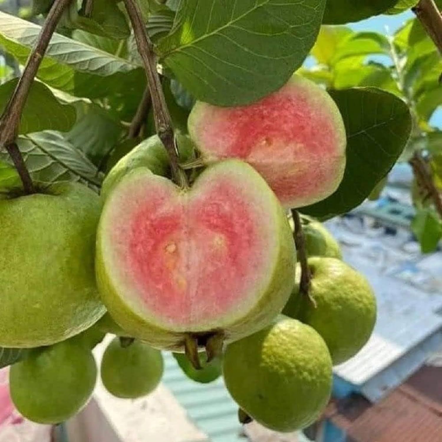 Madhuri Guava Amrood Layering/Grafted Fruit Plant (1.5-3 Feet Height)