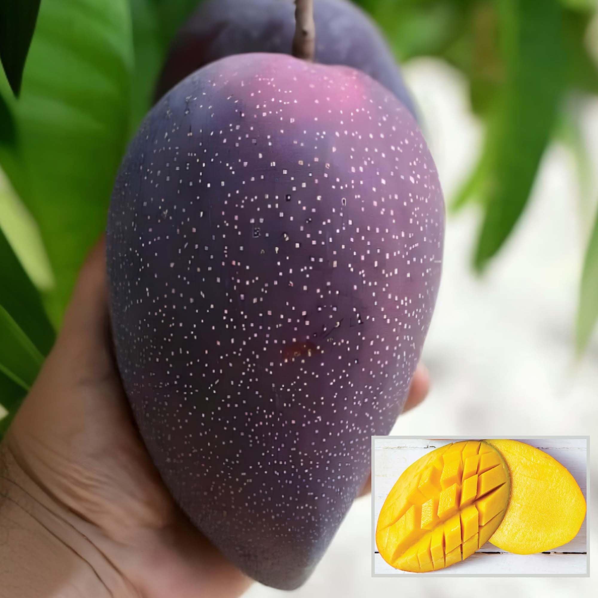 BN 7 Mango Aam Grafted Fruit Plant (1.5-3 Feet Height)