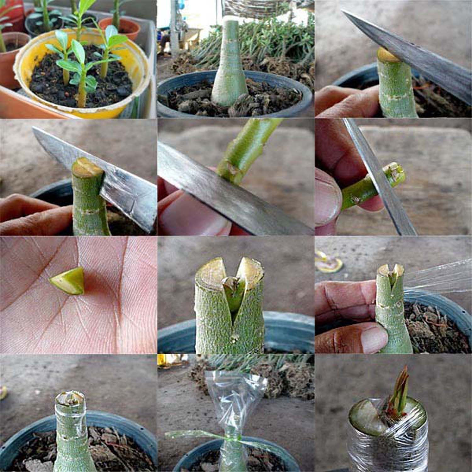 Adenium  Obesum Desert Rose Grafted Flowers Plant (pack of 2)