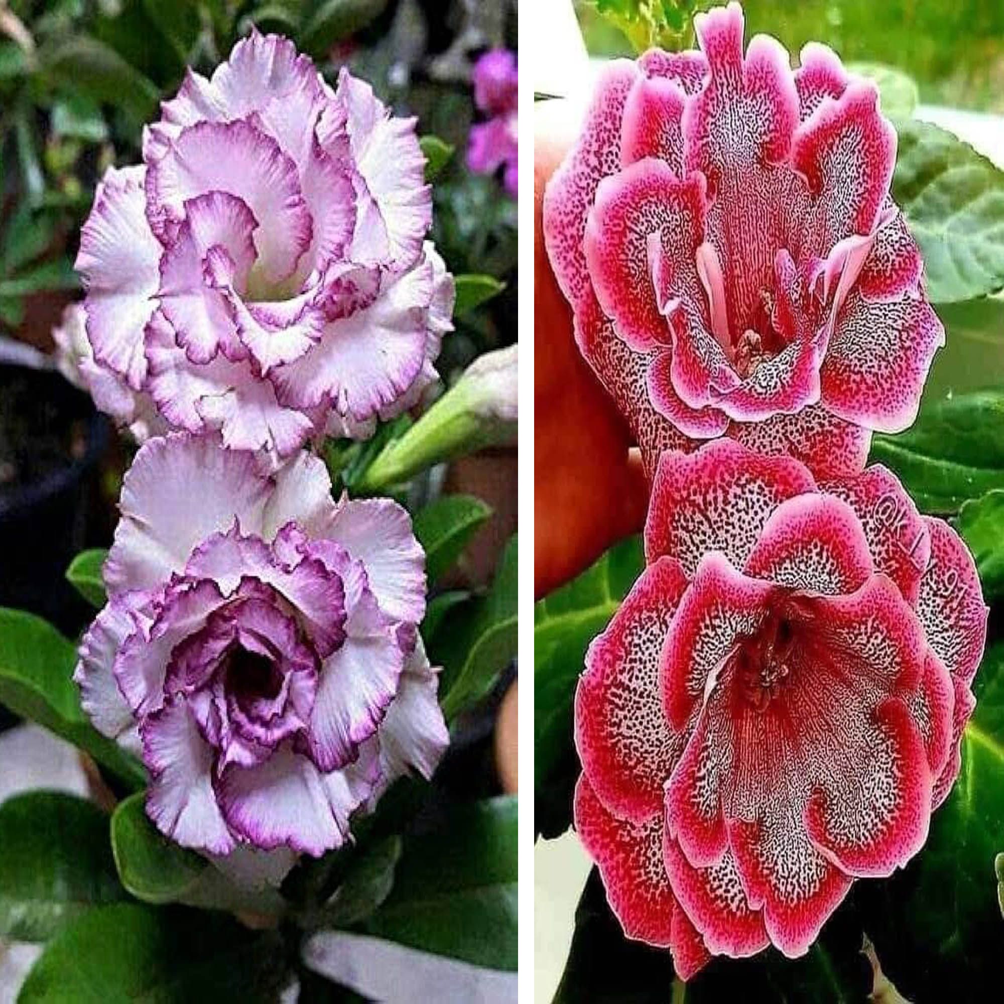 Adenium Obesum Desert Rose Grafted Flowers Plant (pack of 2)