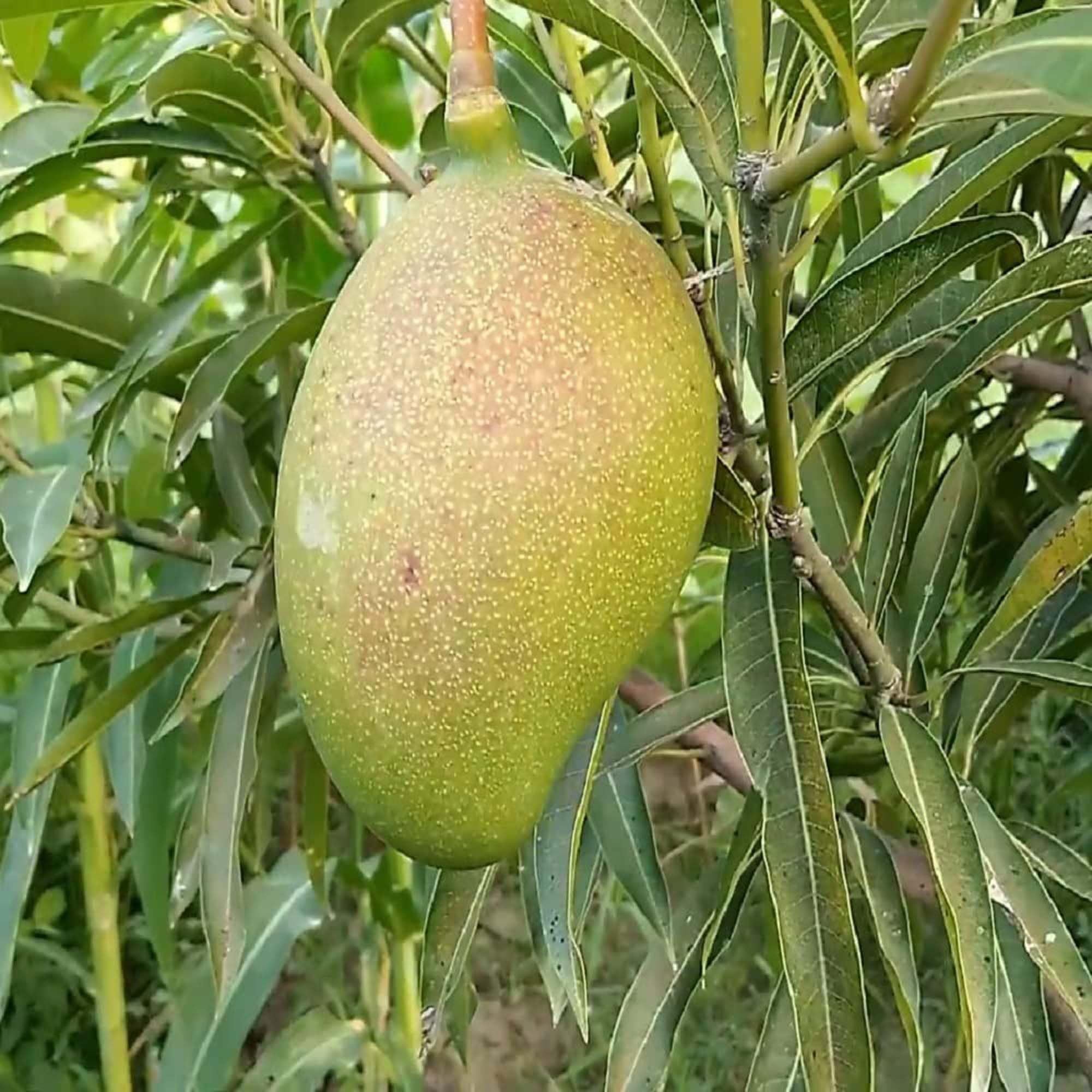 Suvarnarekha Mango Aam Grafted Fruit Plant (1.5-3 Feet Height)