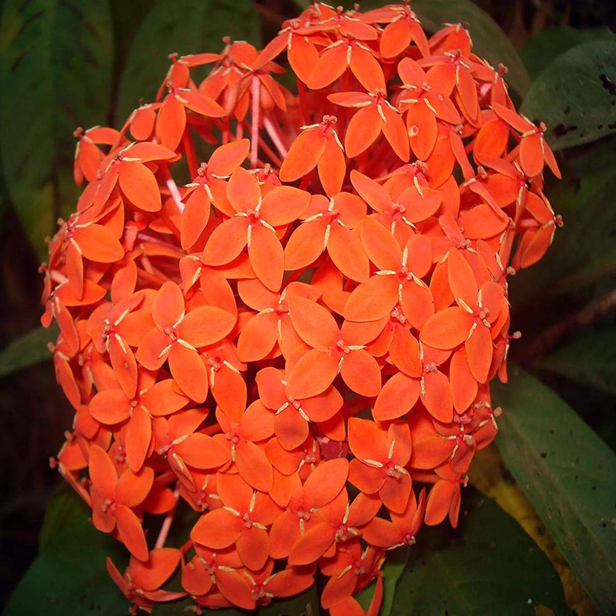 Orange Colour Ixora Rukmini Rangan Flower Shrubs Plant (1.5-3 Feet Height)