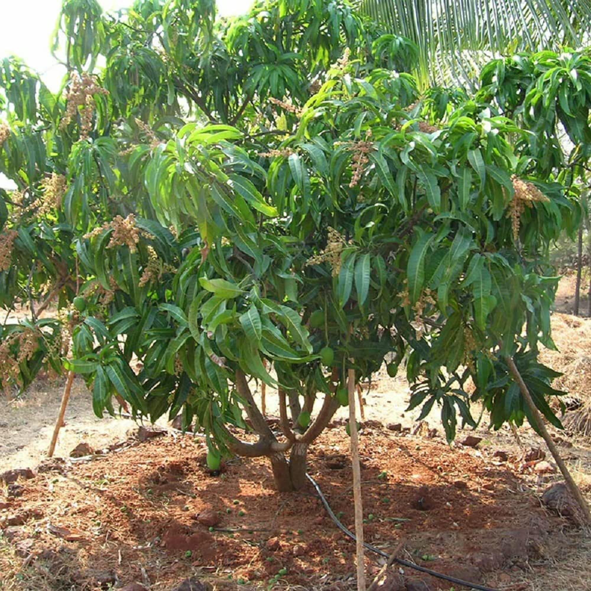 Alphonso Hapus Ratnagiri Mango Aam Grafted Fruit Plant (1.5-3 Feet Height)
