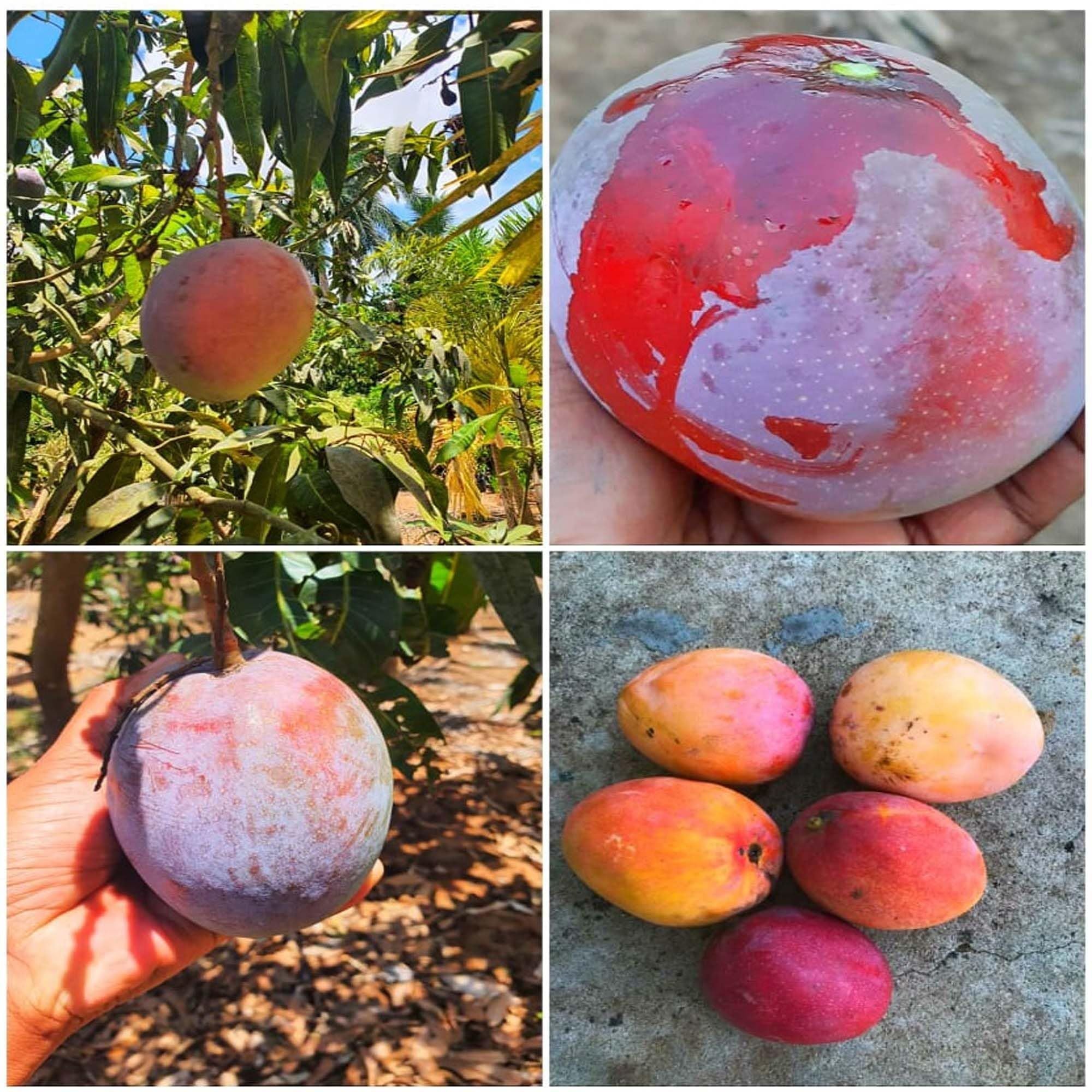 American Red Palmar Mango Aam Grafted Fruit Plant (1.5-3 Feet Height)