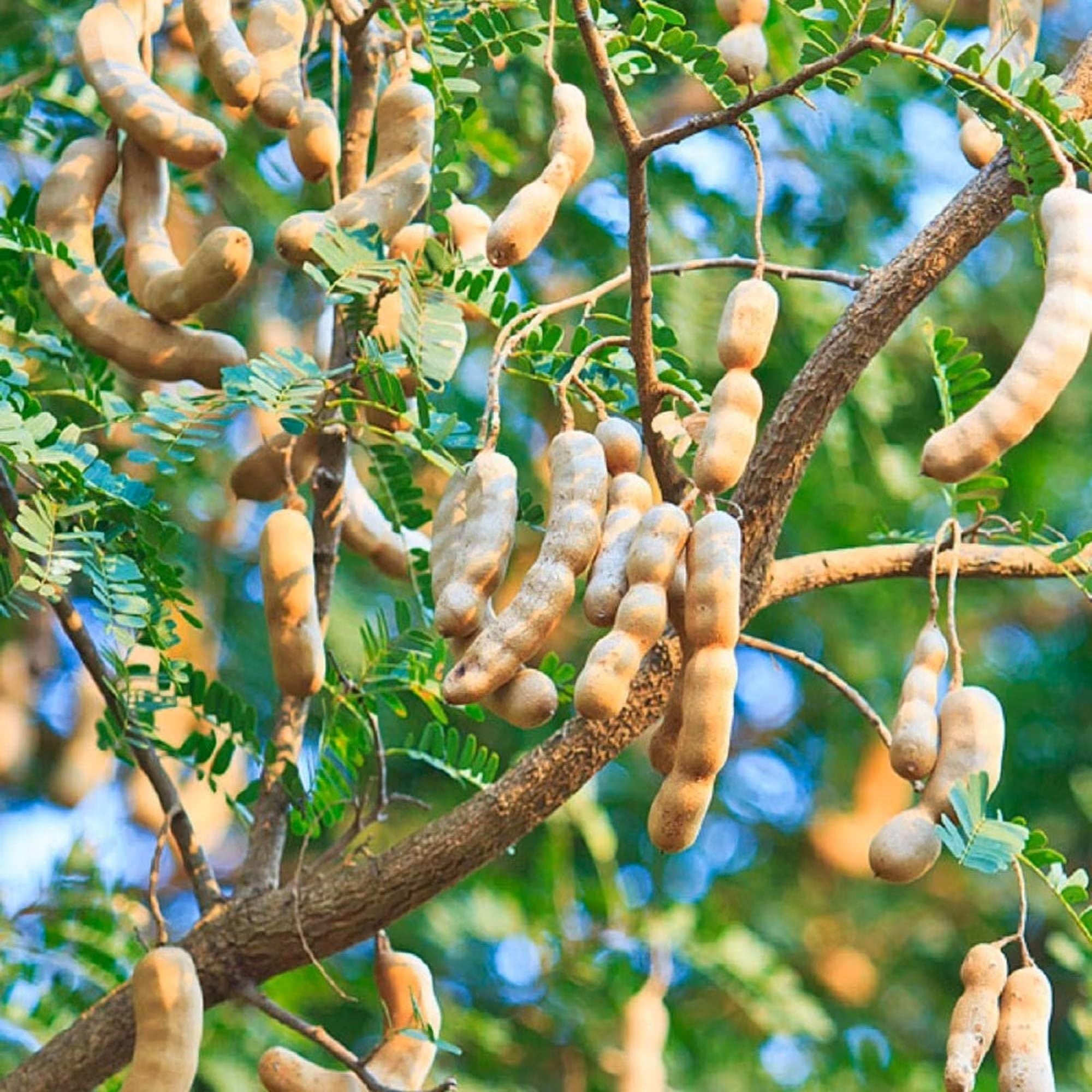 Sour Vantoor Tamarind Imli Grafted Fruit Plant (1.5-3 Feet Height)