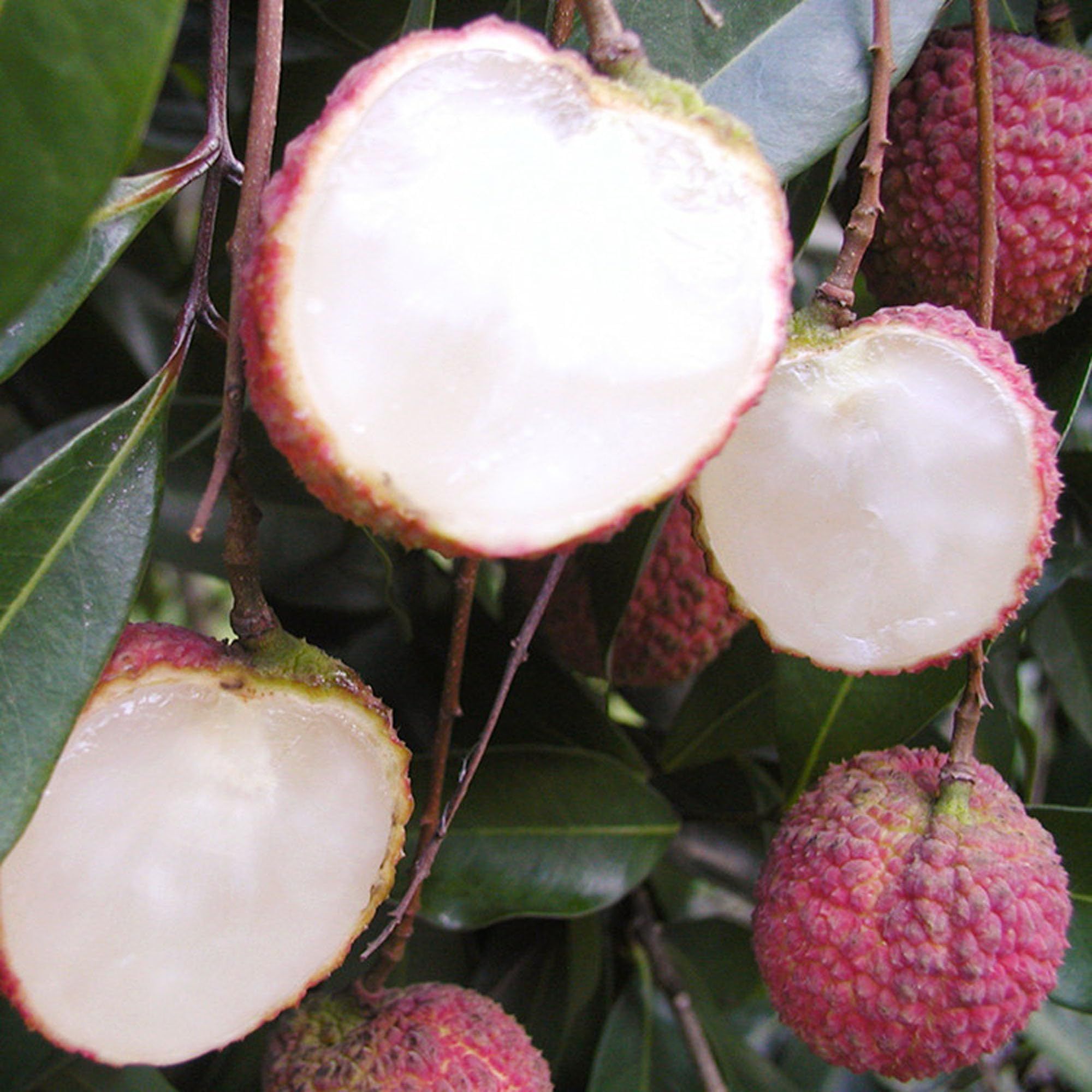 Early Seedless Litchi Lychee Layering/Grafted Fruit Plant (1.5-2 Feet Height)
