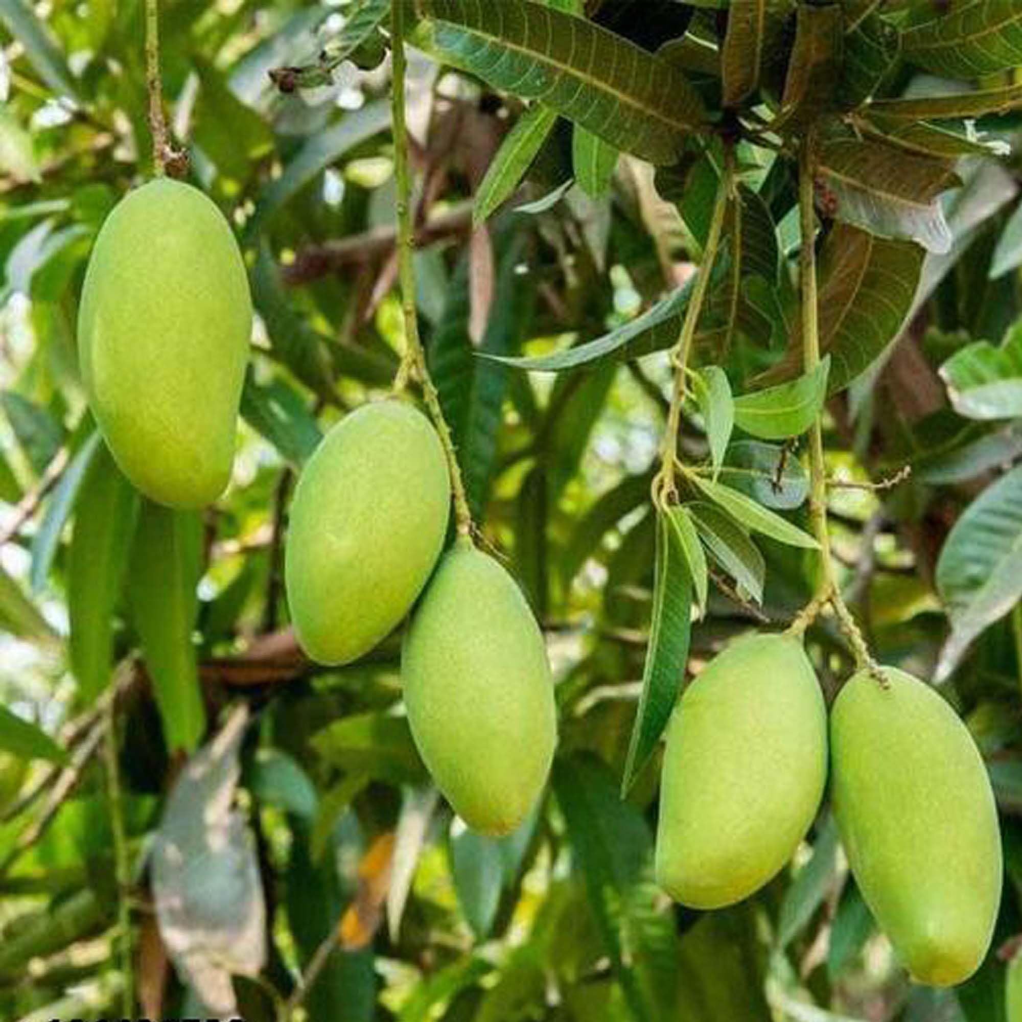 Sweet Kaccha Mitha Mango Aam Grafted Fruit Plant (1.5-3 Feet Height)