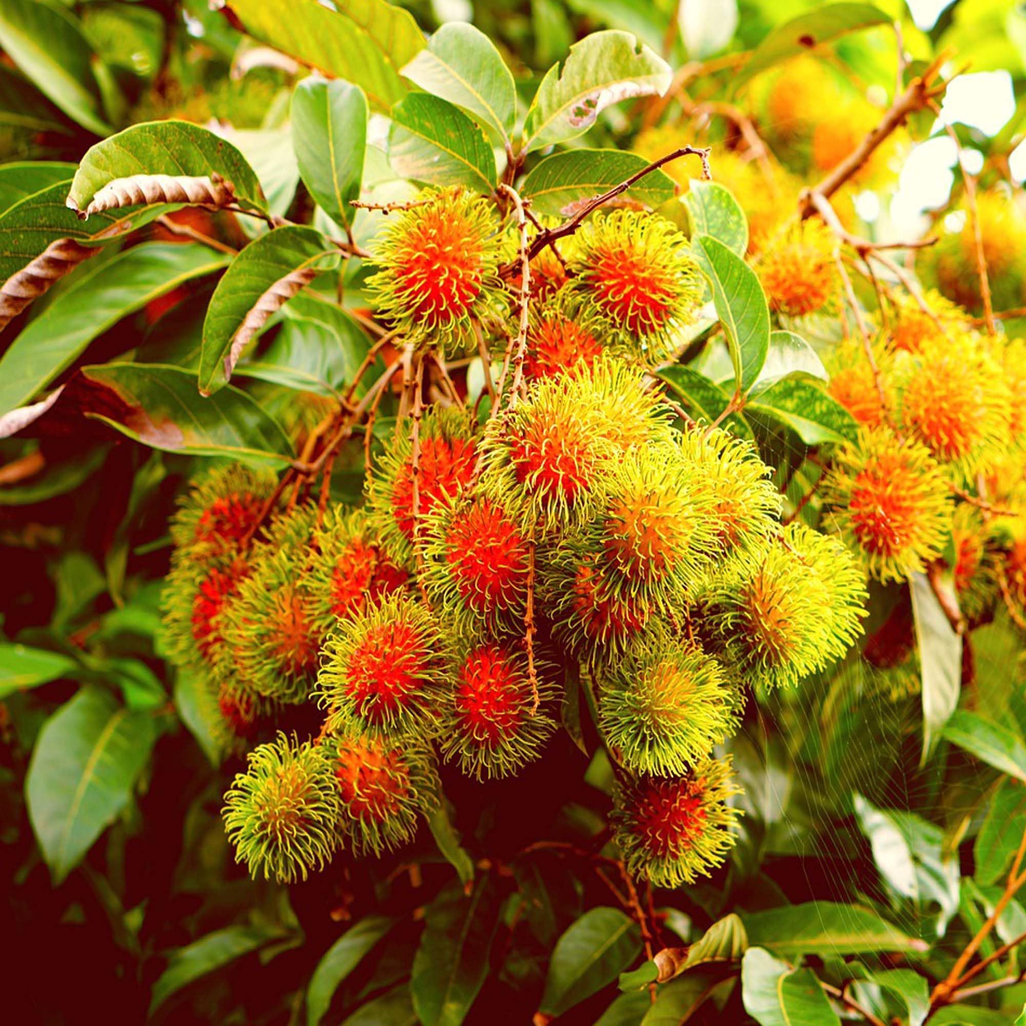 Schoolboy Rambutan Grafted Fruit Plant (2-3 Feet Height)