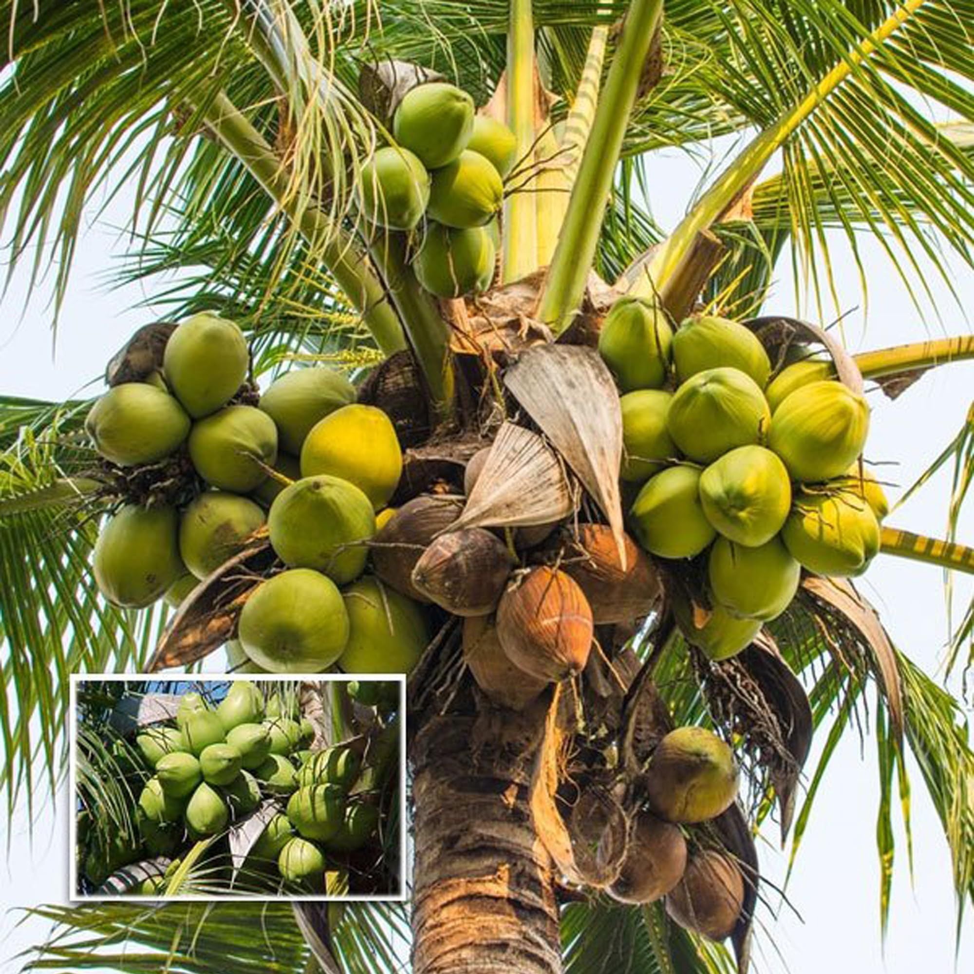 Tall Coconut Nariyal Fruit Plant (2-4 Feet Height)