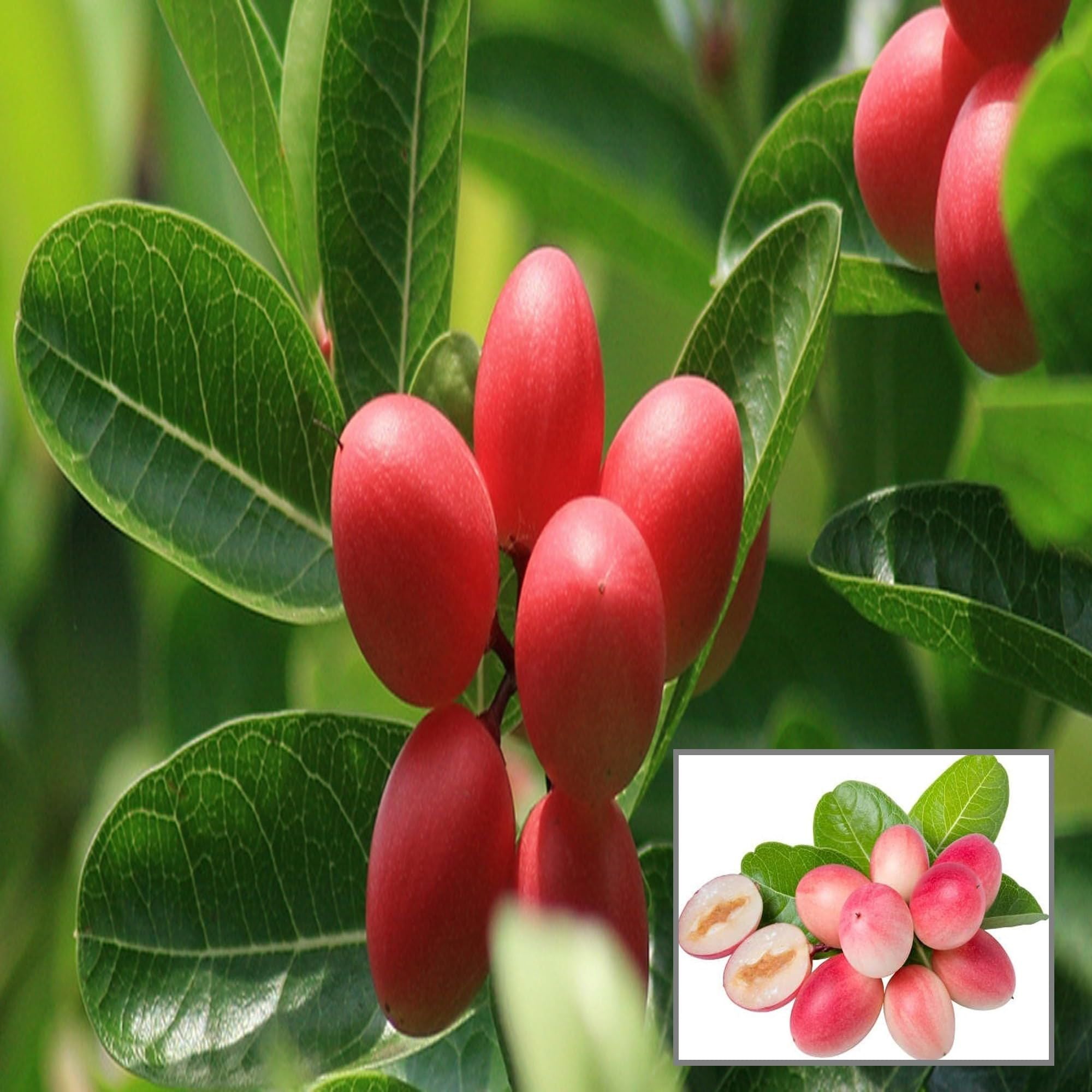 Karonda Carissa Carandas Cherry Cherries Layering/Grafted Fruit Plant (1-2 Feet Height)