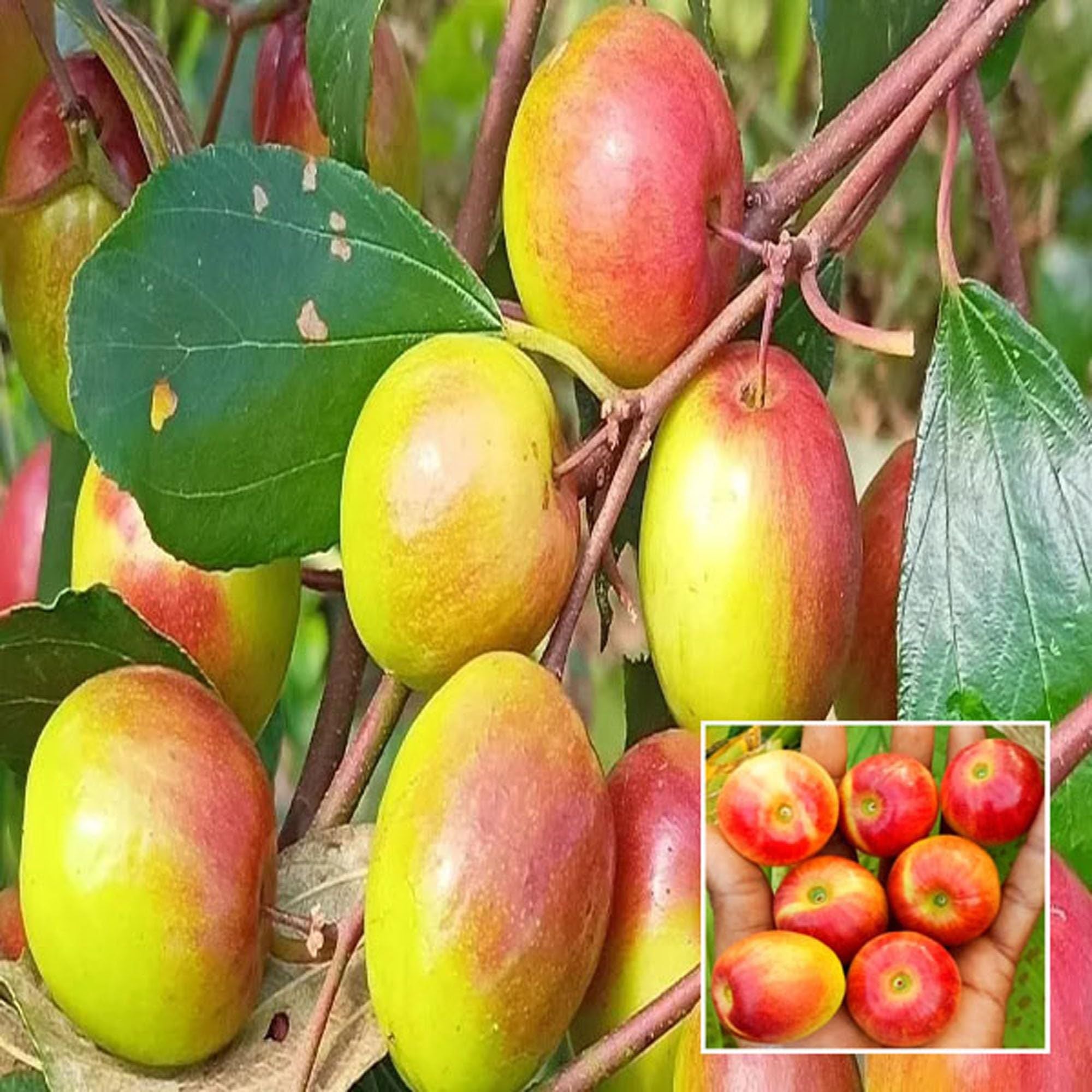 Miss India Apple Ber Jujube Kul Grafted Fruit Plant (1-2 Feet Height)