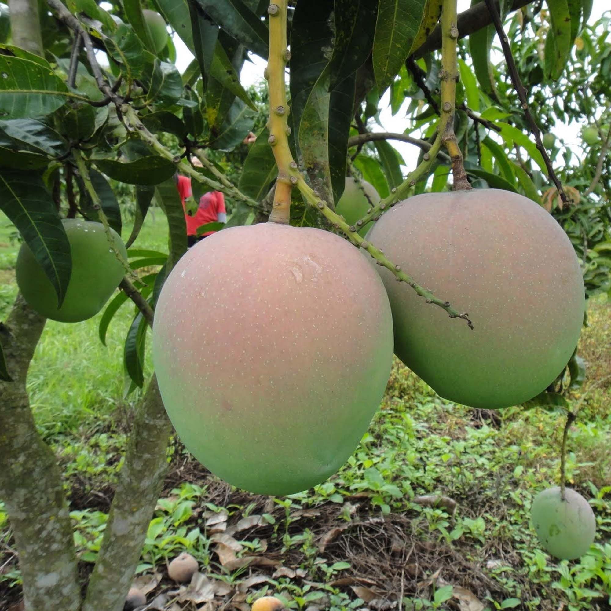 R2E2 Mango Aam Grafted Fruit Plant (1.5-3 Feet Height)