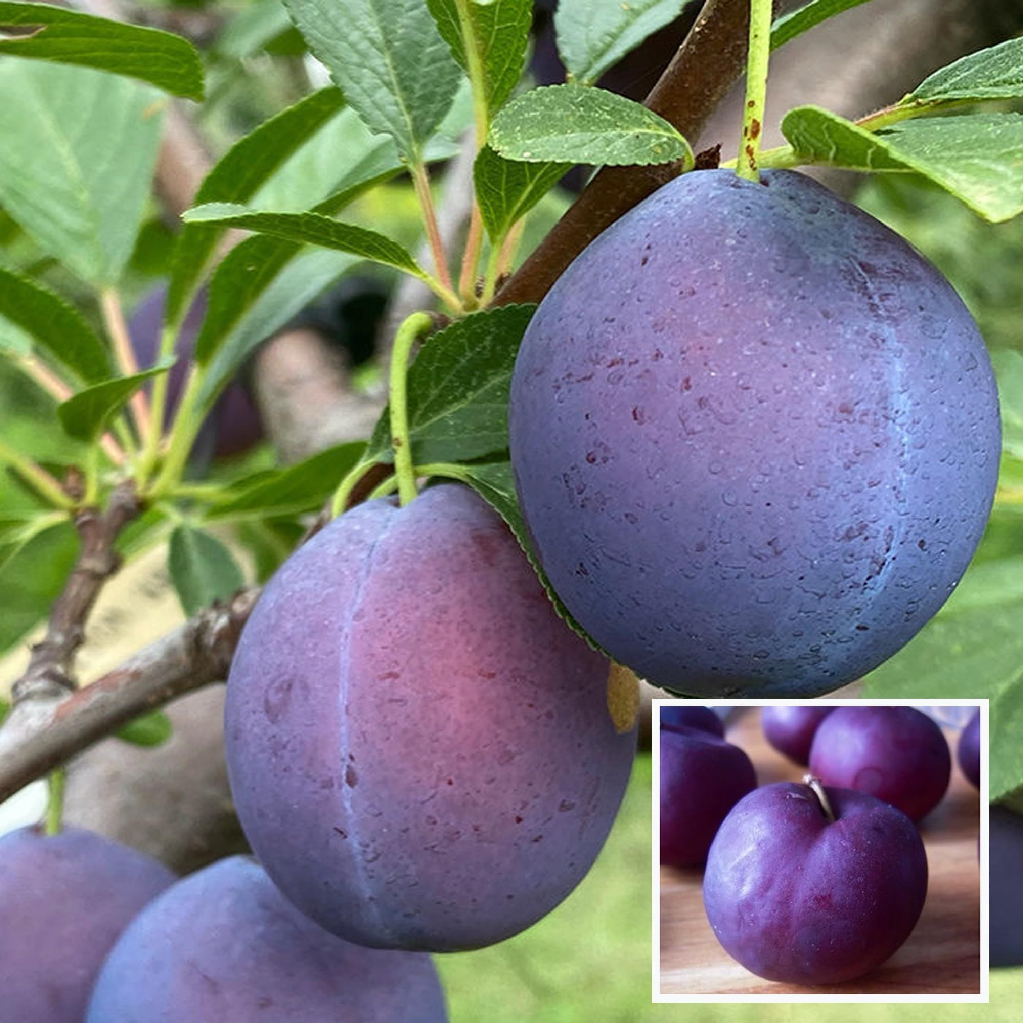 Satluj Purple Plum Aloo Bukhara Layering/Grafted Fruit Plant (1.5-3 Feet Height)