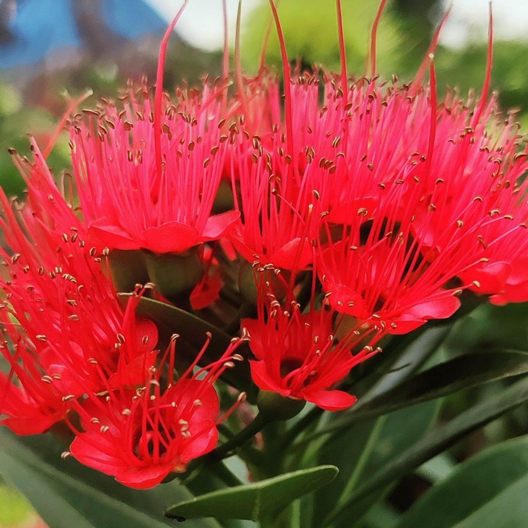 Red Colour First Love Flower Plant (1-2 Feet Height)