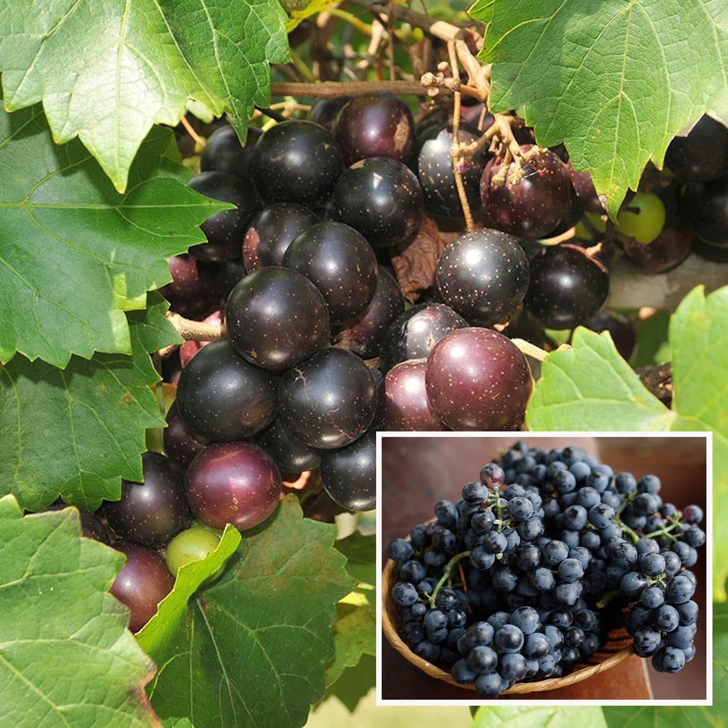 Black Grapes Angoor Layering/Grafted Fruit Plant