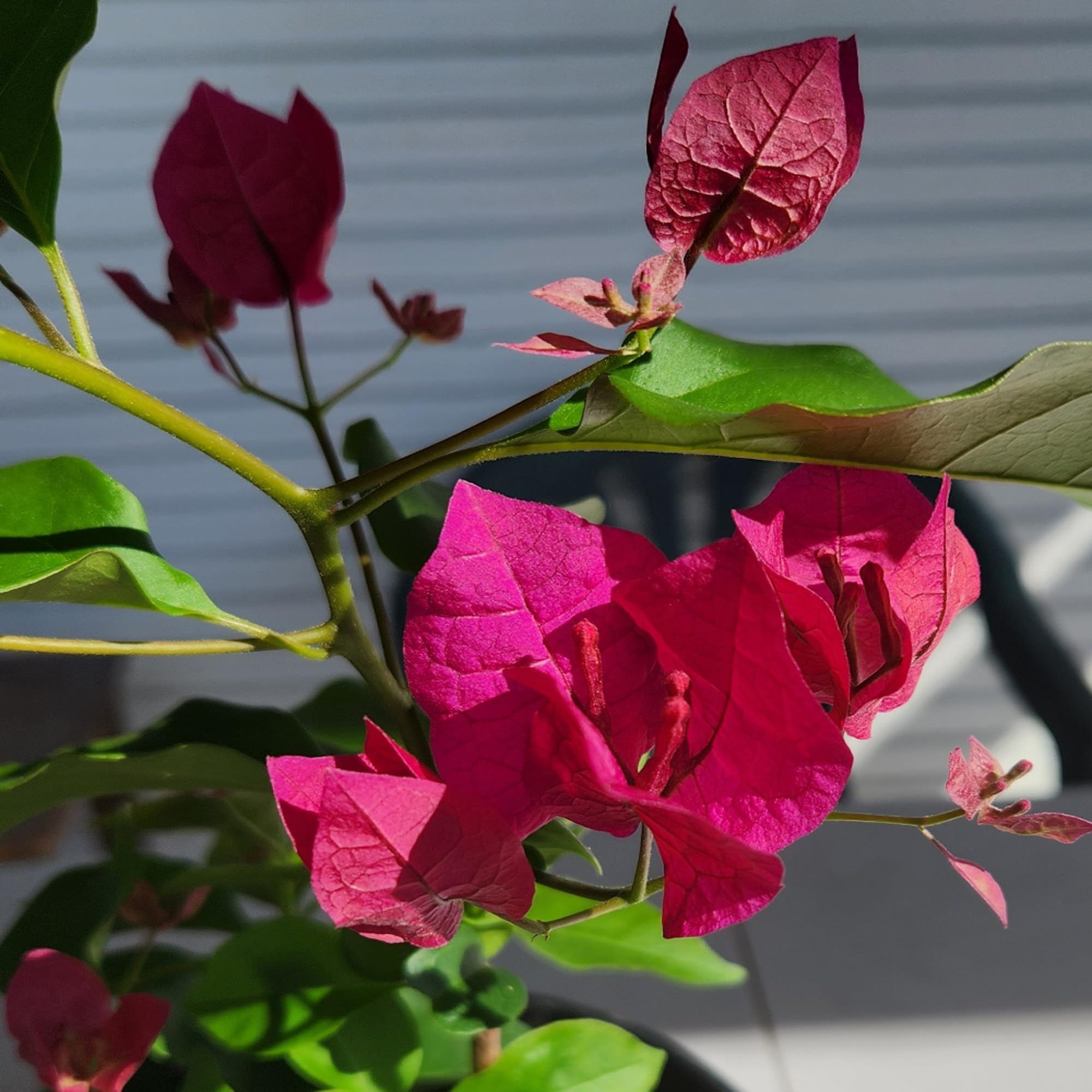 Pink Colour Bougainvillea Kagoj Ful Shrubs Flower Plant (1-2 Feet Height)