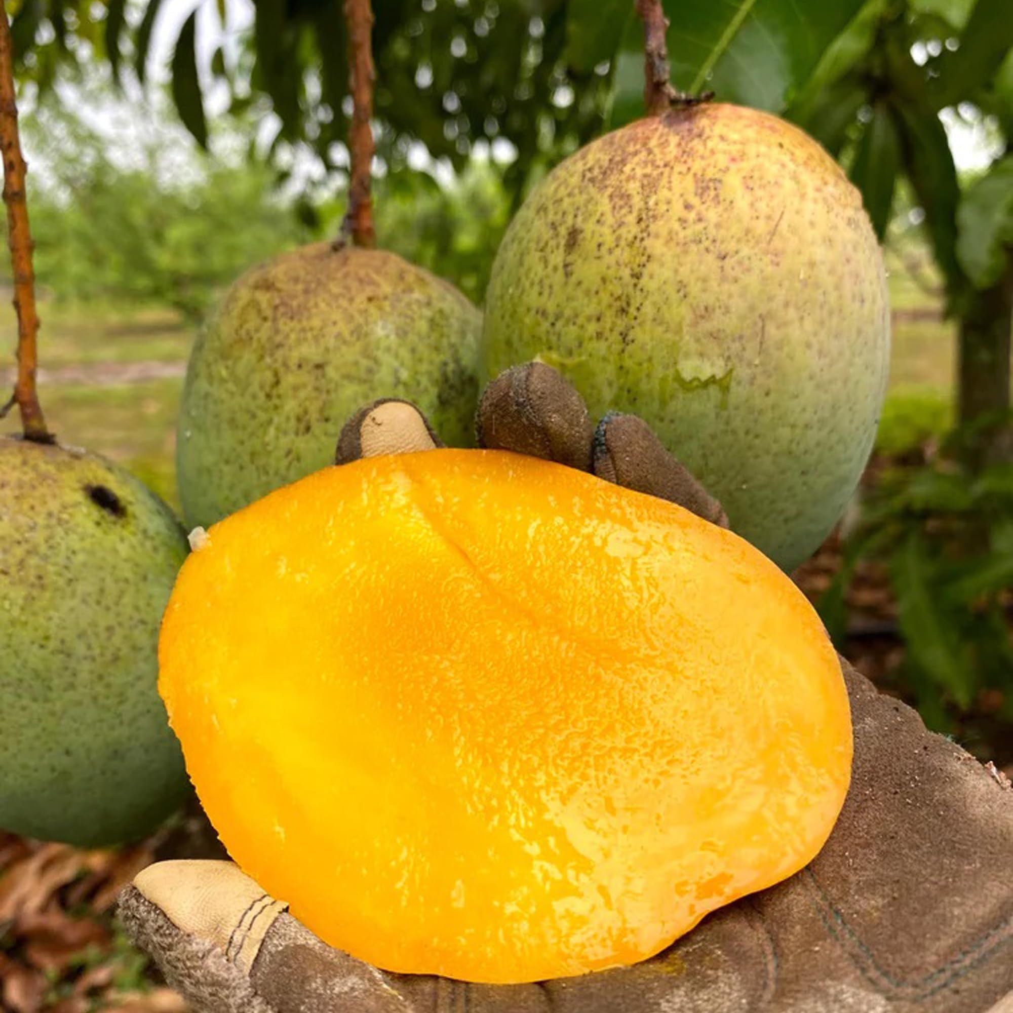 Coconut Cream Mango Aam Grafted Fruit Plant (1.5-3 Feet Height)