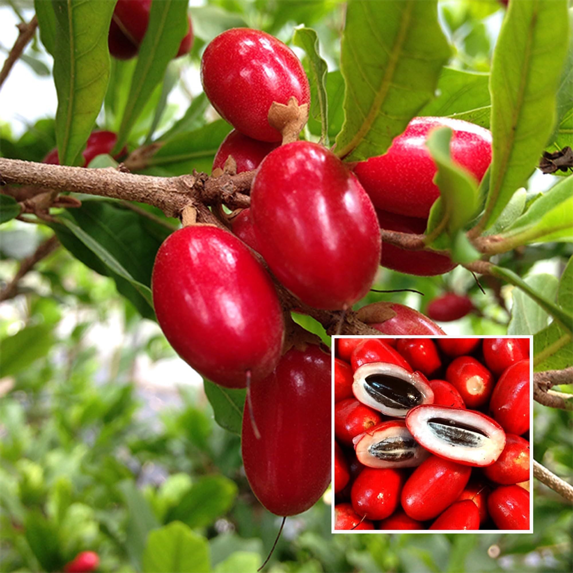 Miracle Fruit Layering/Grafted Fruit Plant (1-2 Feet Height)