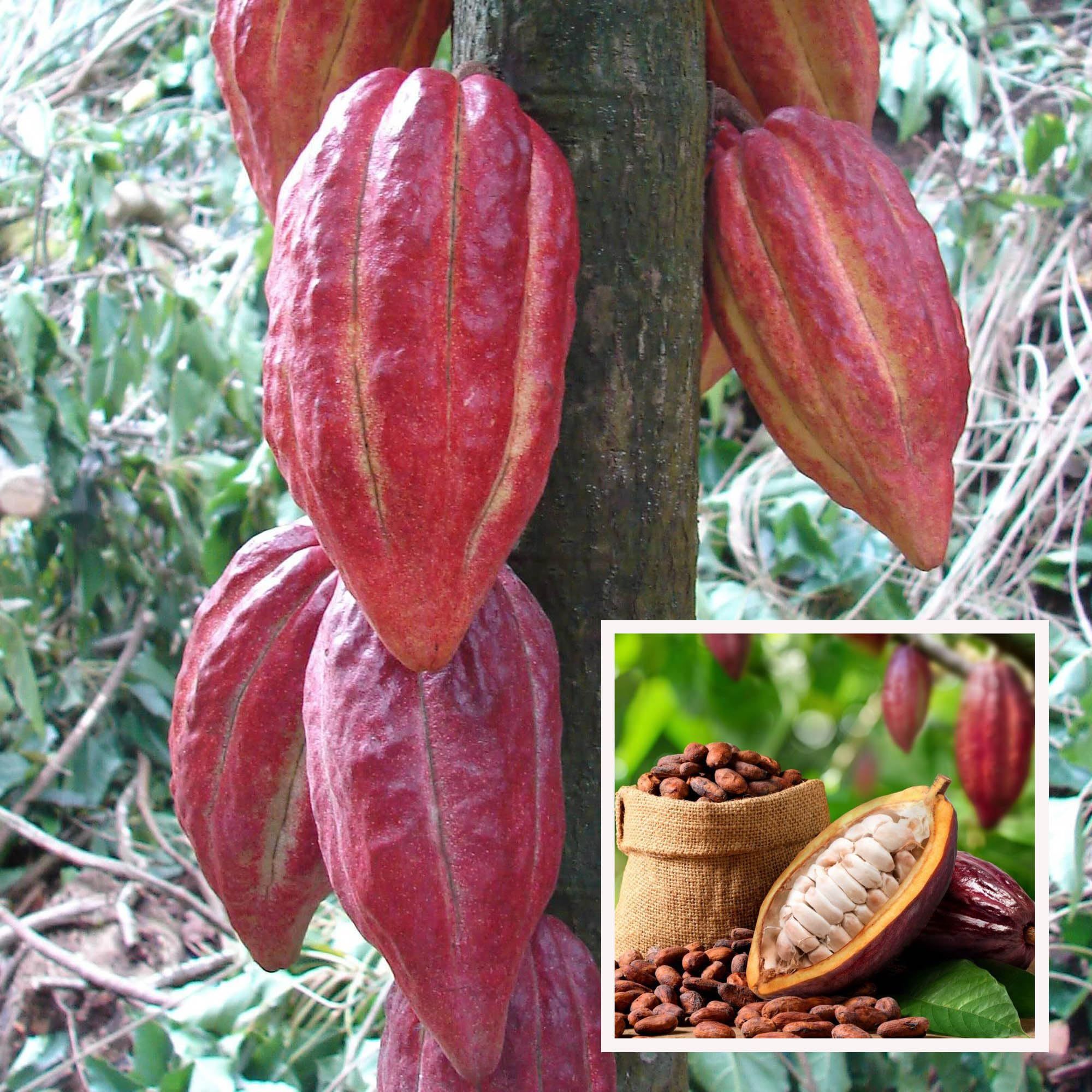 Cocoa Chocolate Fruit Plant (1.5-3 Feet Height)