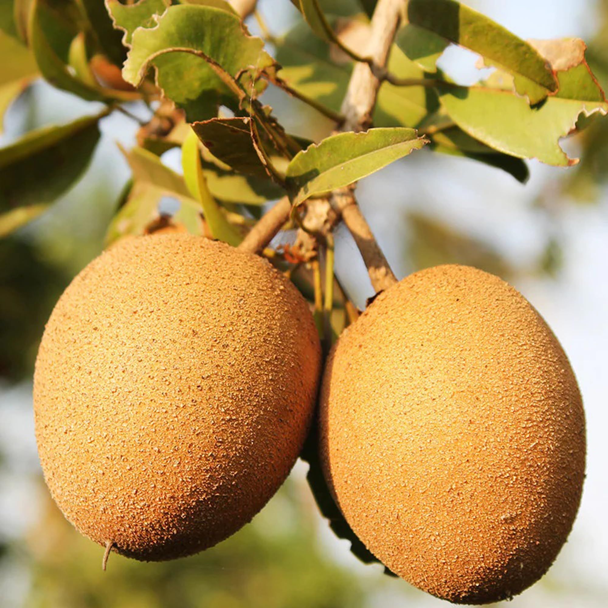 Cricket Ball Chikoo Sapota Grafted Fruit Plant (1.5-3 Feet Height)