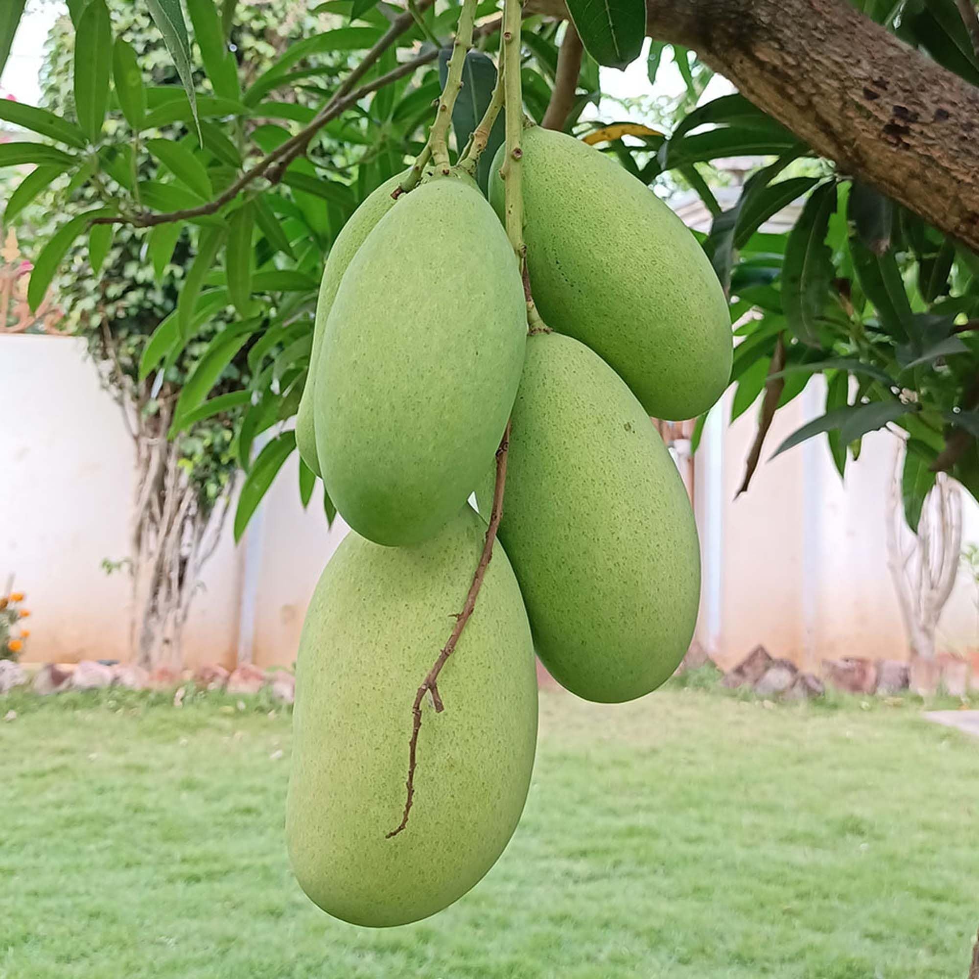 Mallika Mango Aam Grafted Fruit Plant (1.5-3 Feet Height)