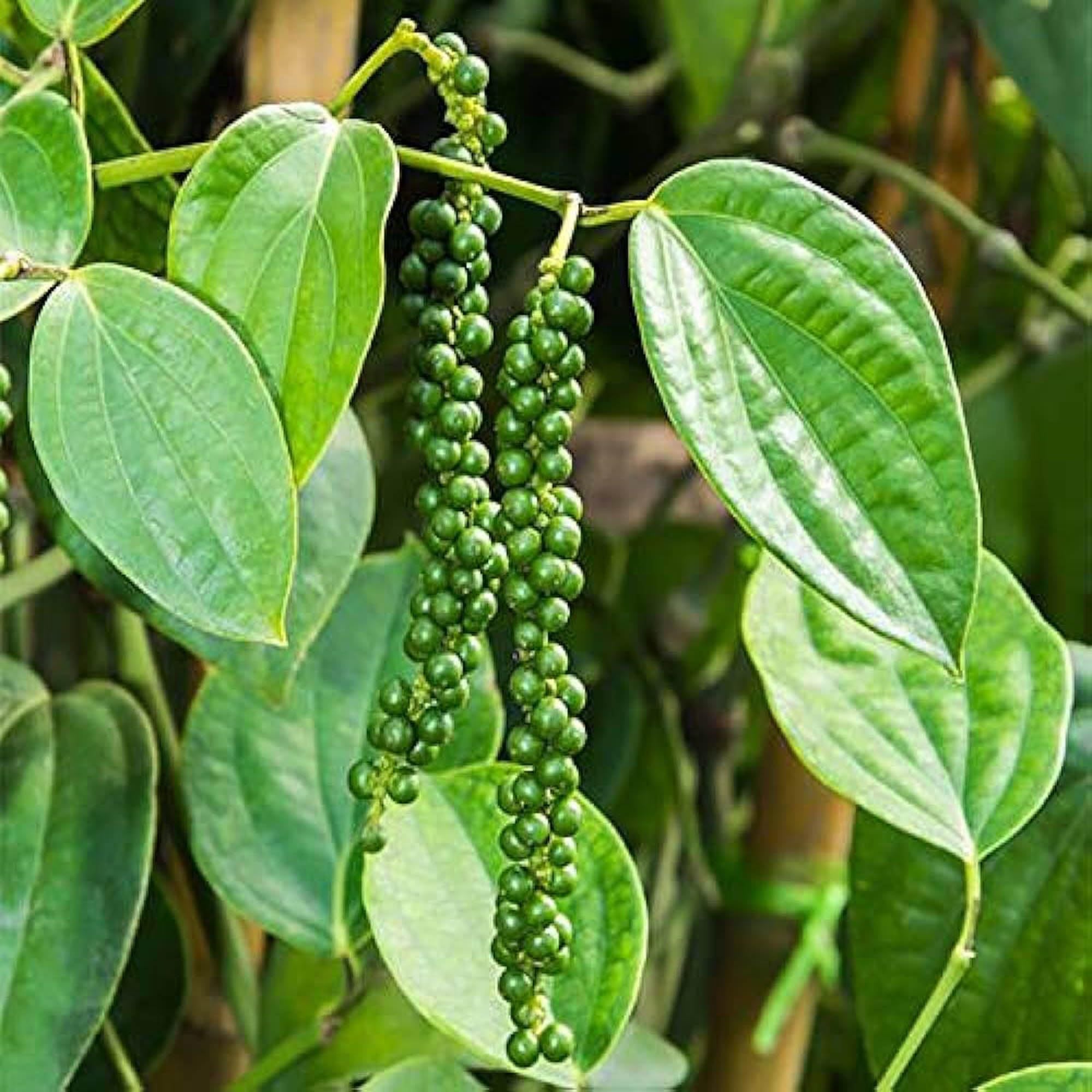 Black Pepper Nigrum Gol Mirch Kali Mirch Spice Plant (1.5-3 Feet Height)