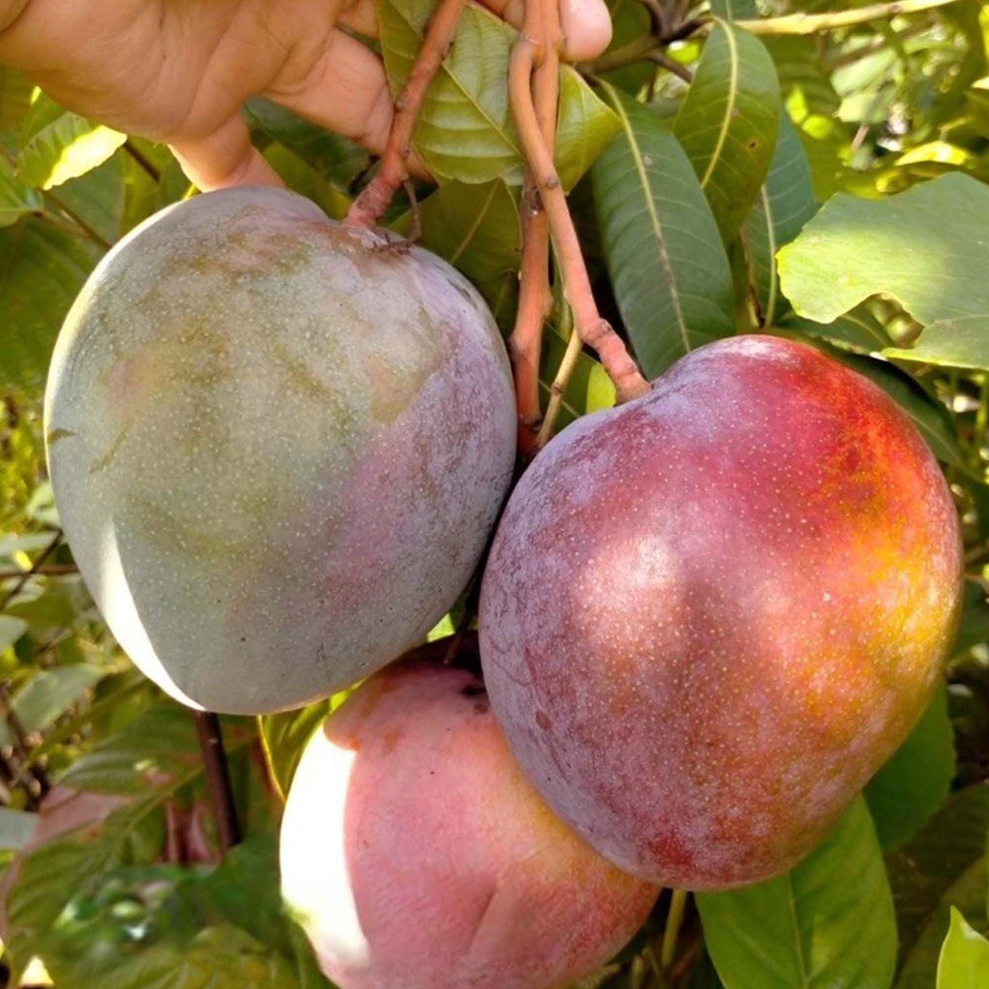 Apple Mango Aam Grafted Fruit Plant (1.5-3 Feet Height)